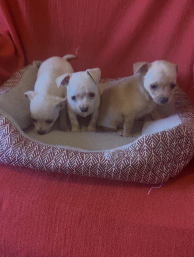 Pure breed Chihuahuas image 1