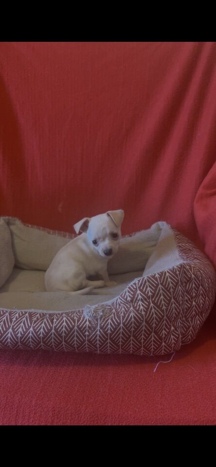 Pure breed Chihuahuas image 2