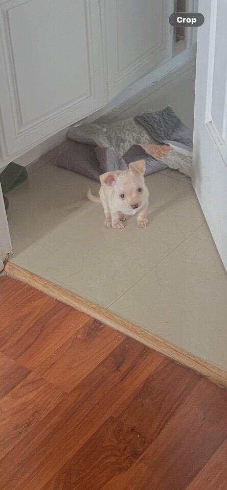 Pure breed Chihuahuas image 3