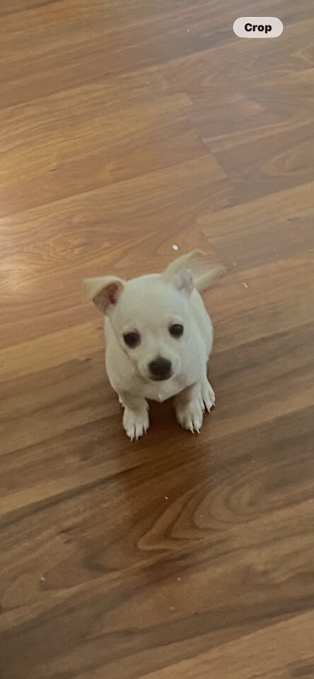 Pure breed Chihuahuas image 4