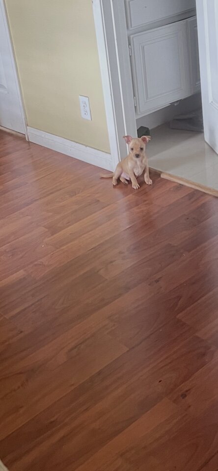 Pure breed Chihuahuas image 5