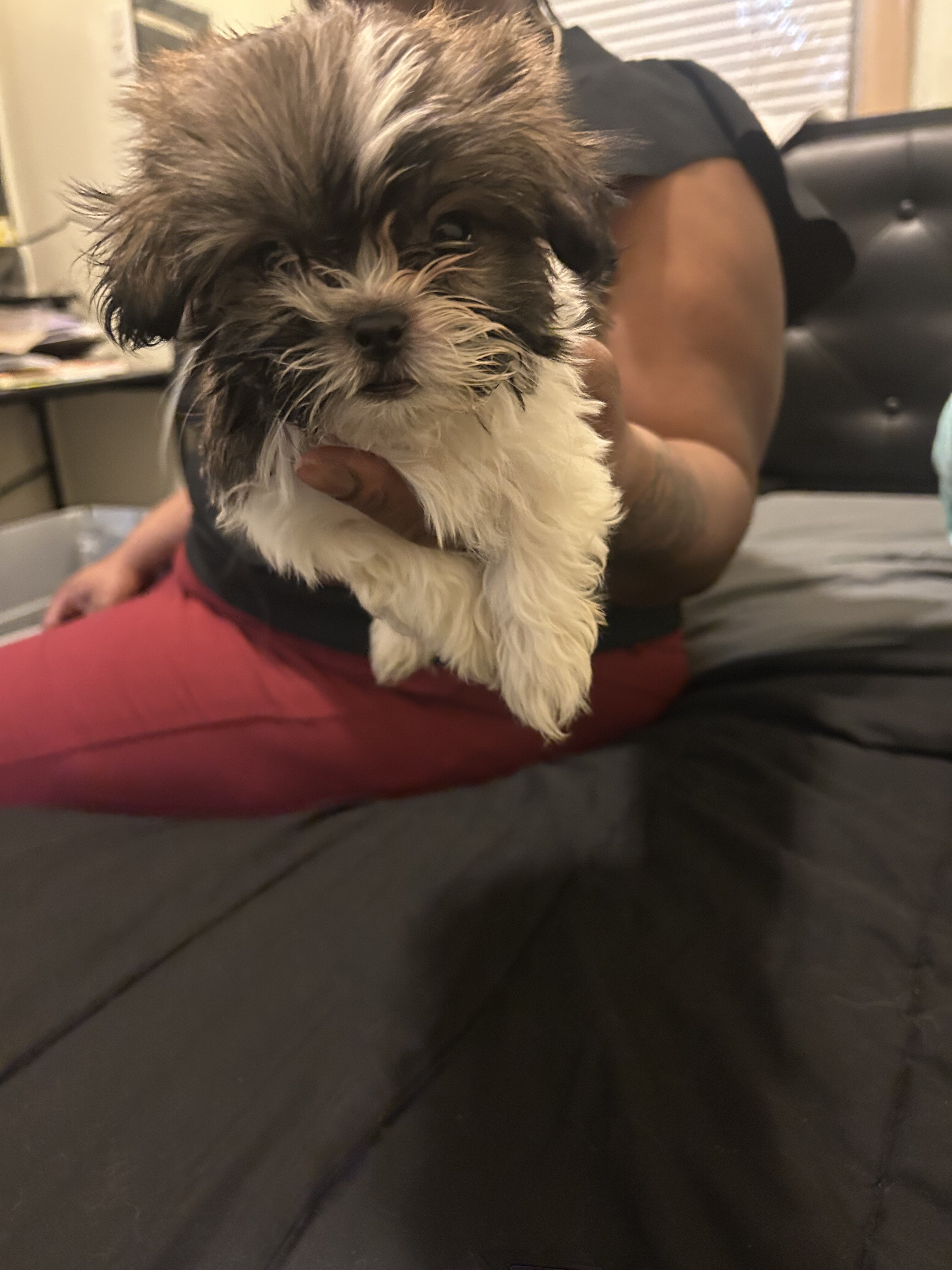 Shih Tzu image 3