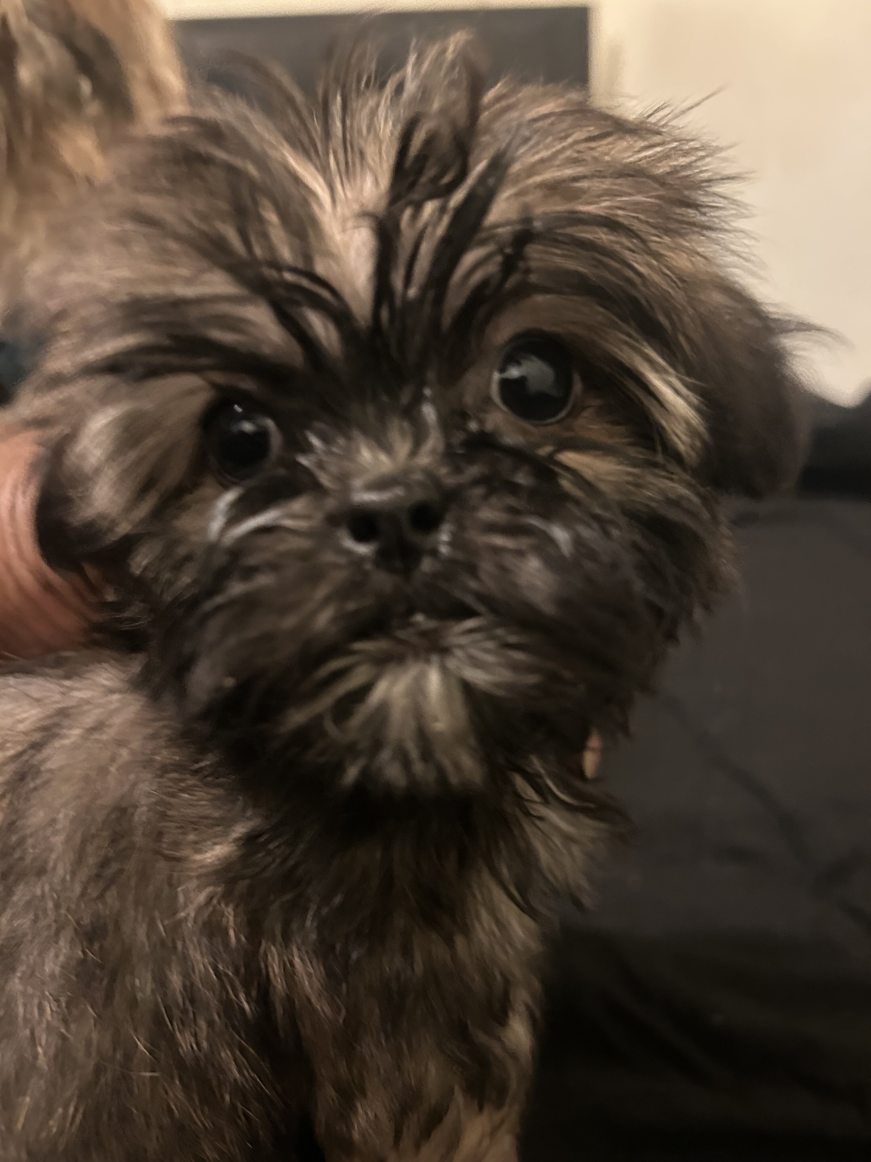 Shih Tzu image 2