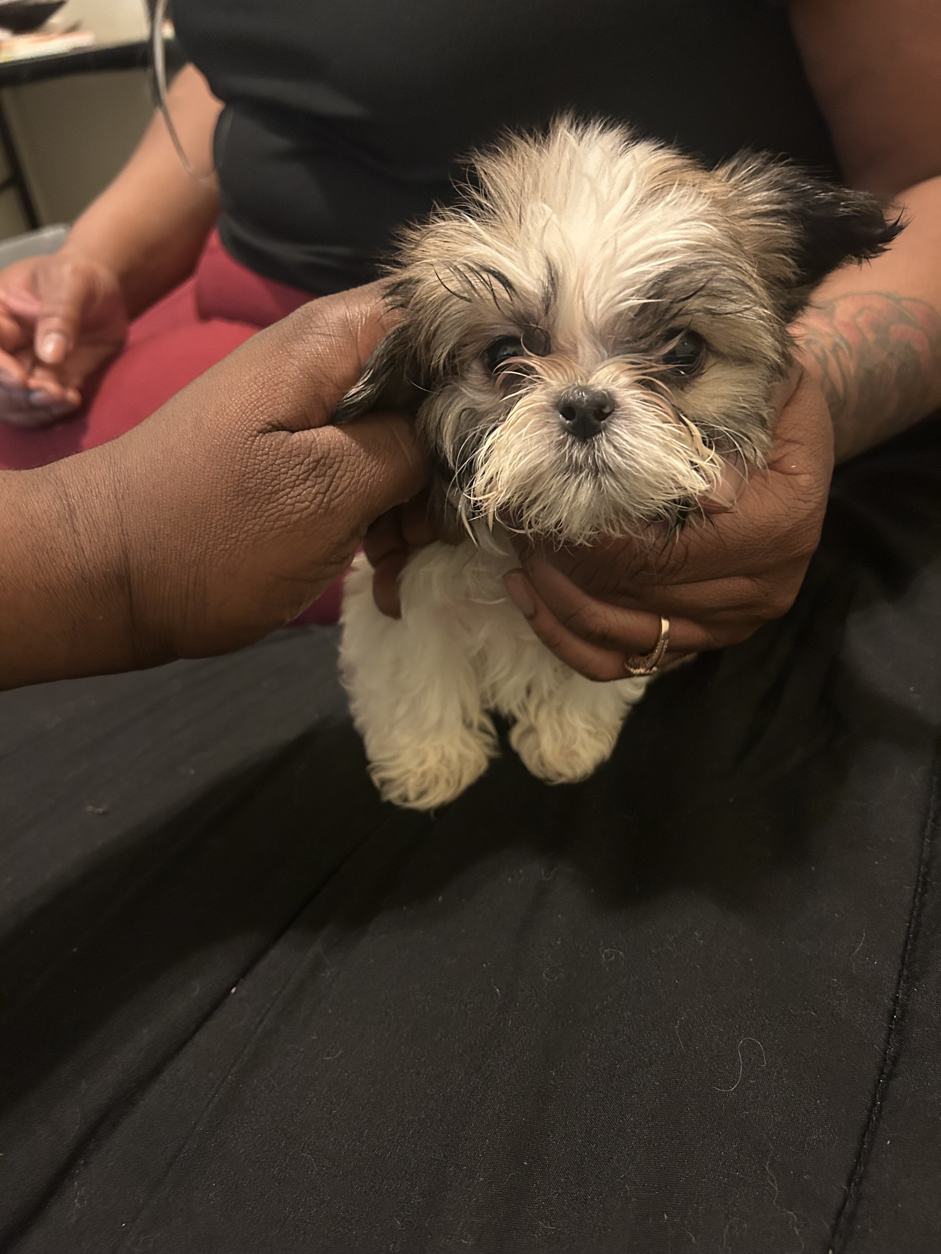 Shih Tzu image 4