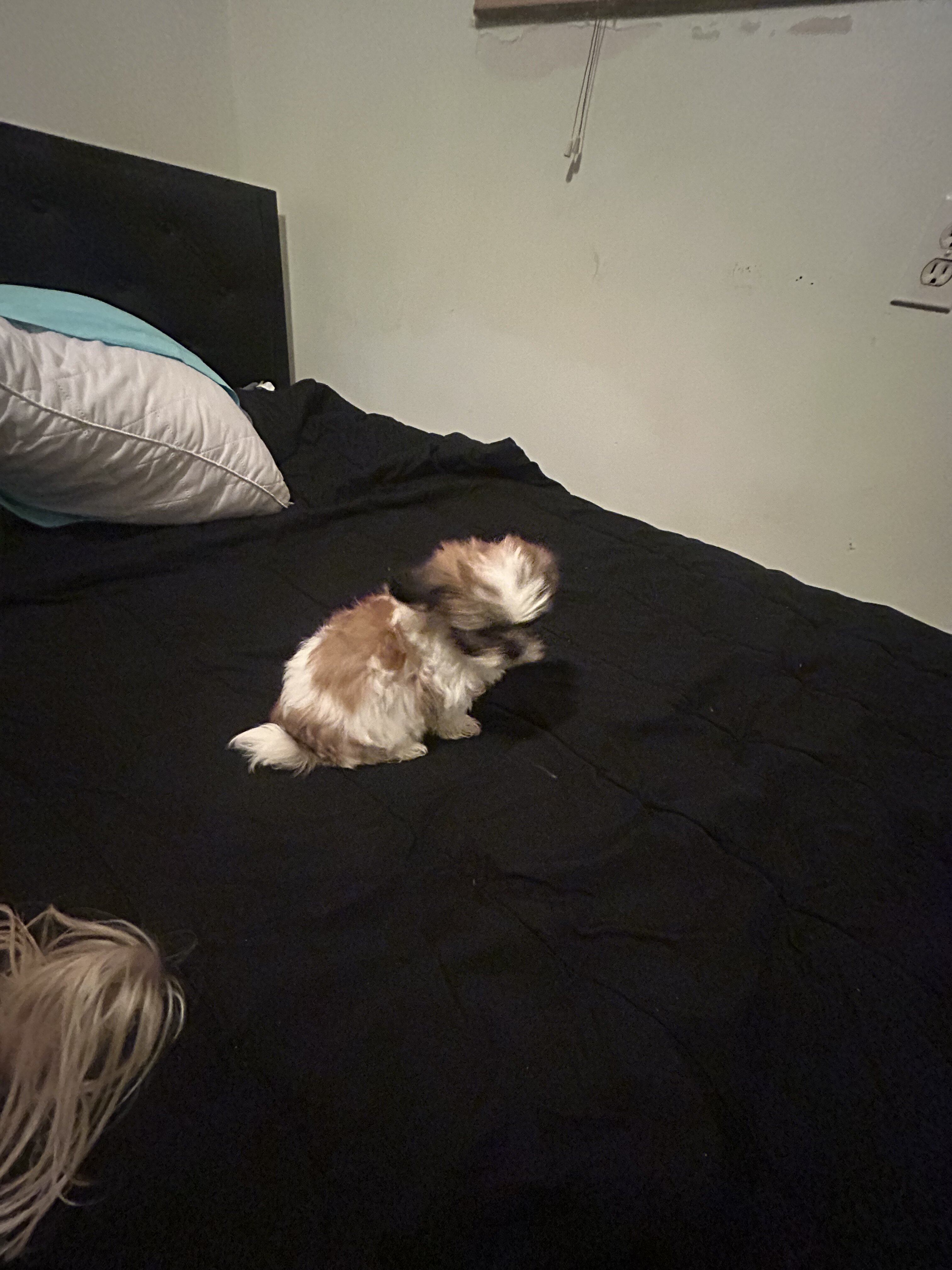 Shih Tzu image 1