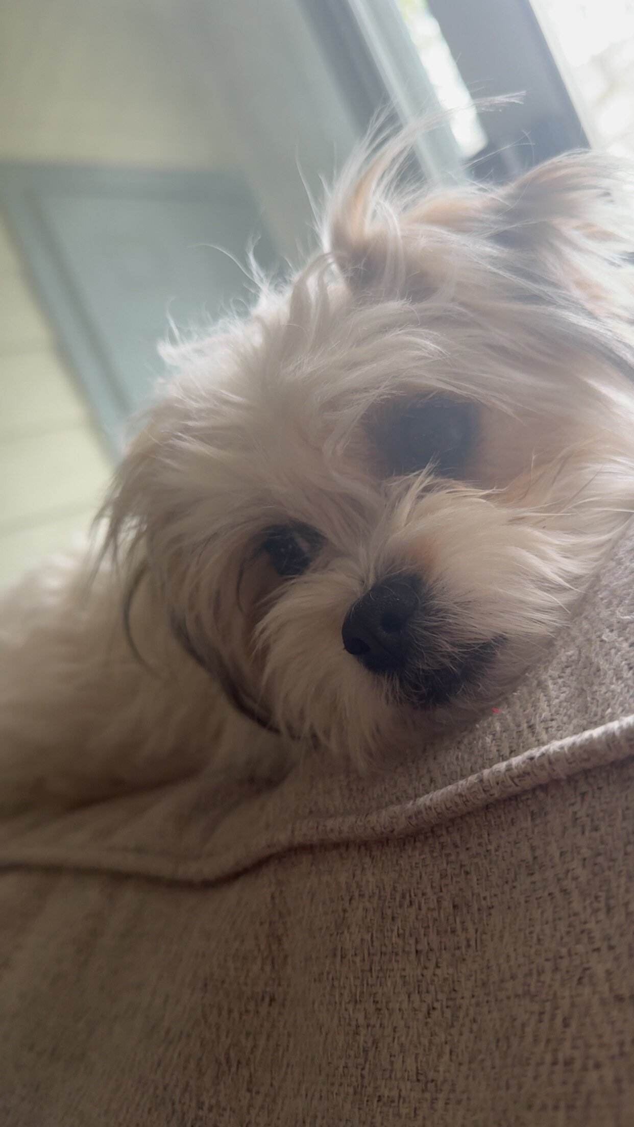Stella image 2