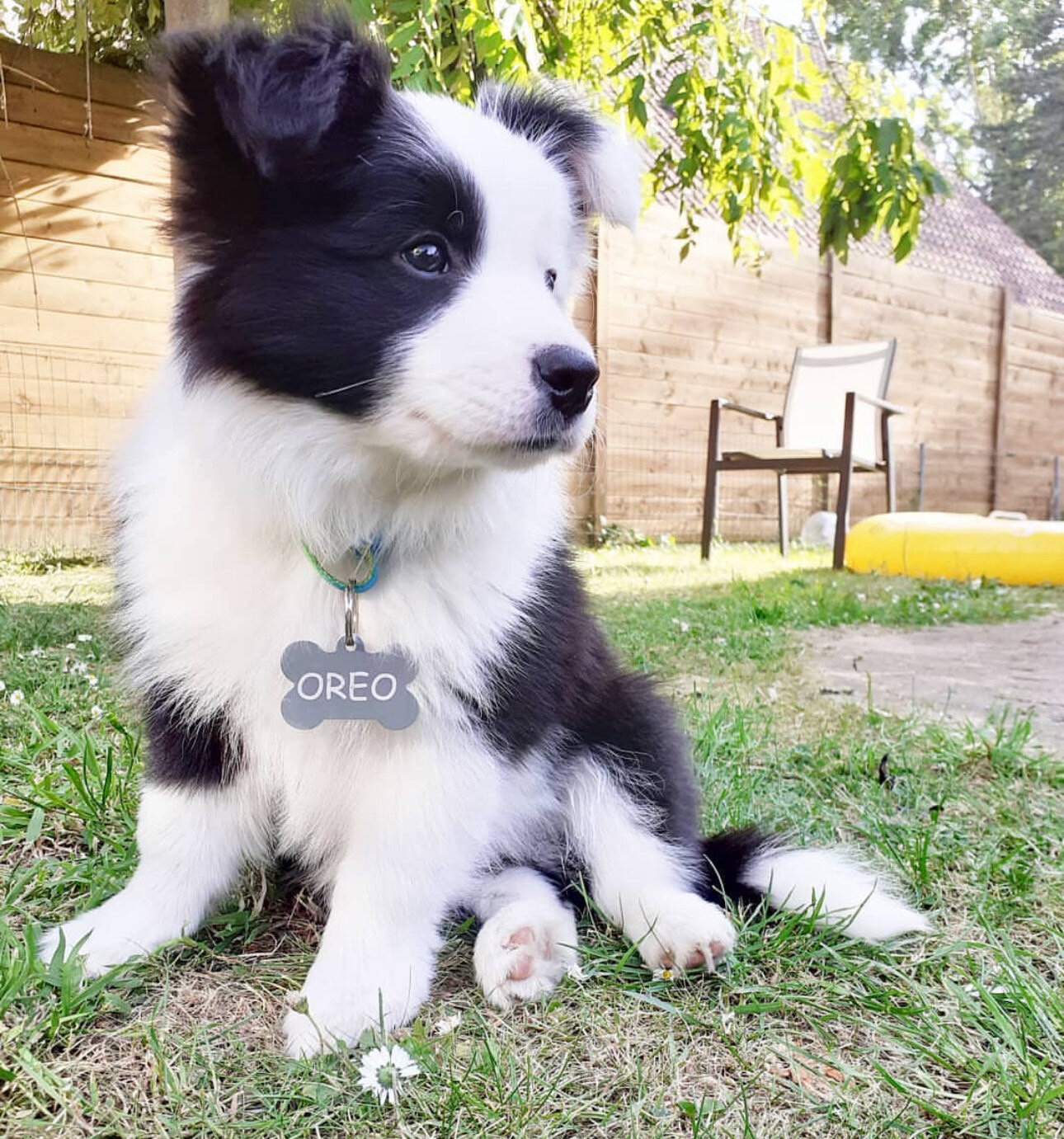Border Collies image 5