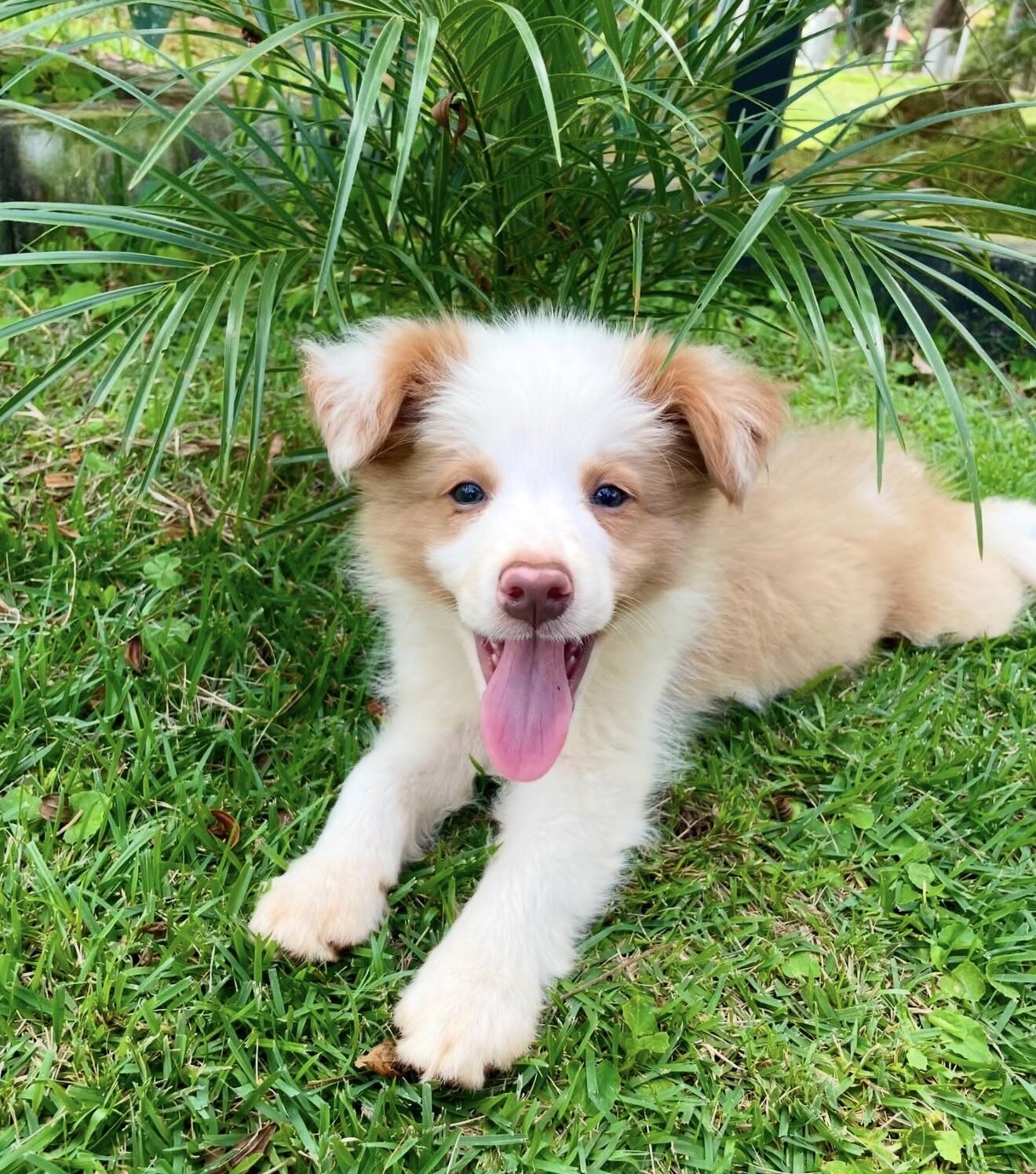 Border Collies image 9