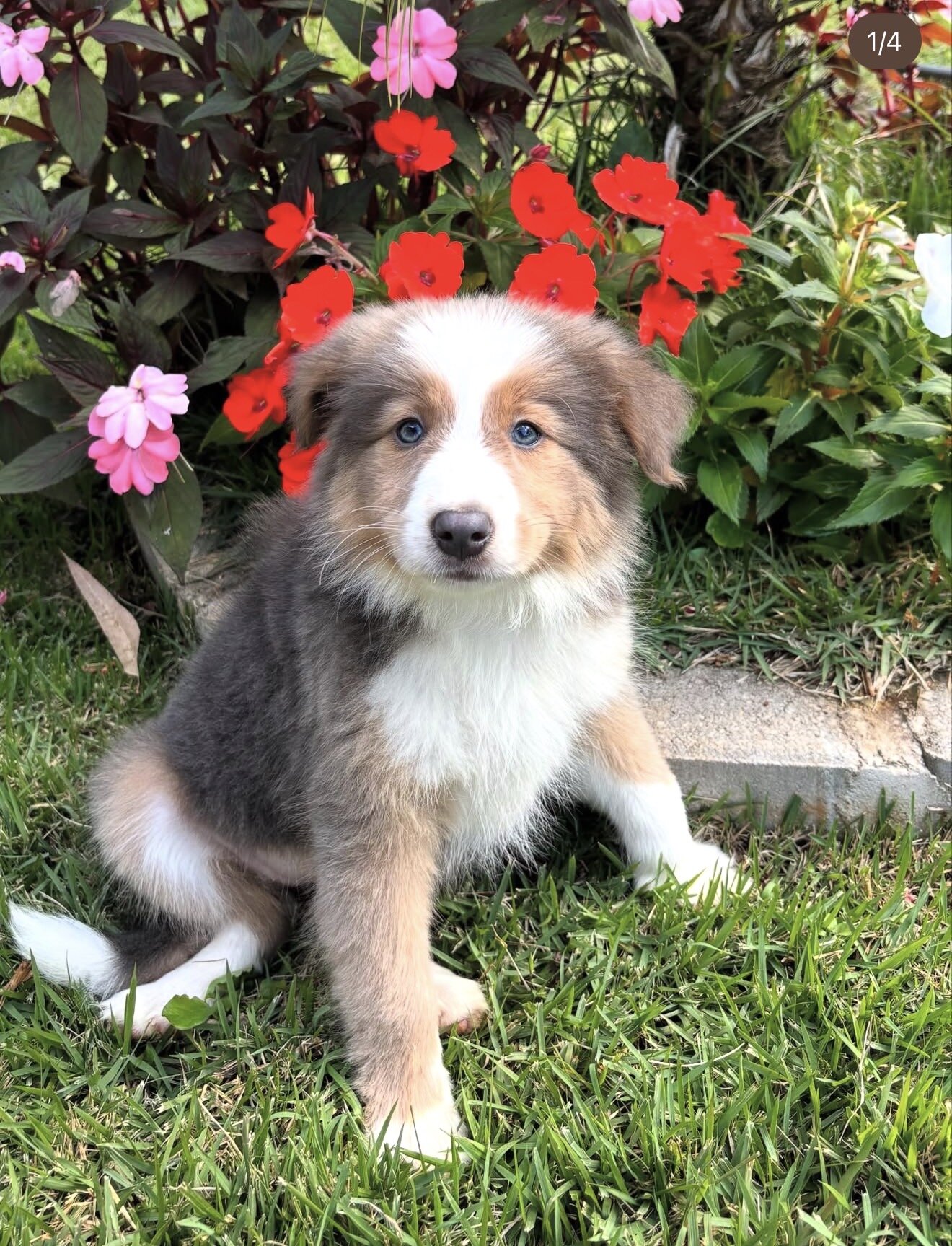 Border Collies image 3