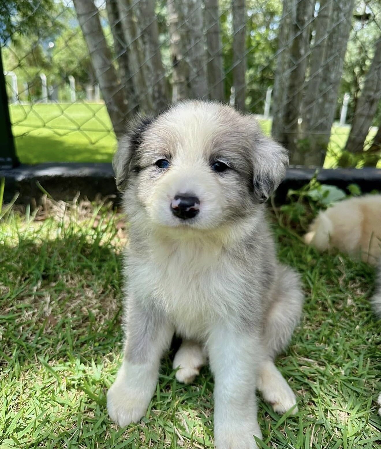 Border Collies image 6
