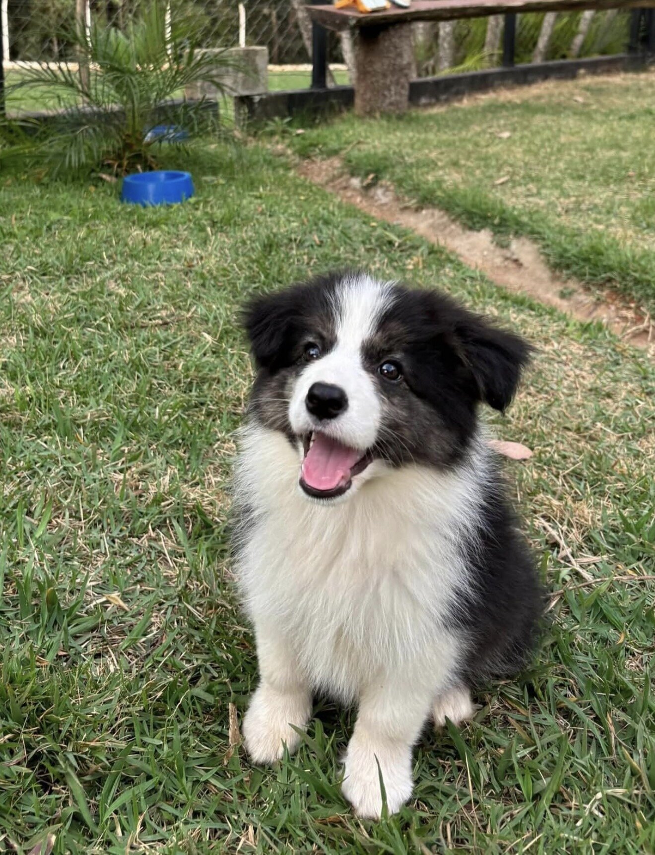 Border Collies image 7