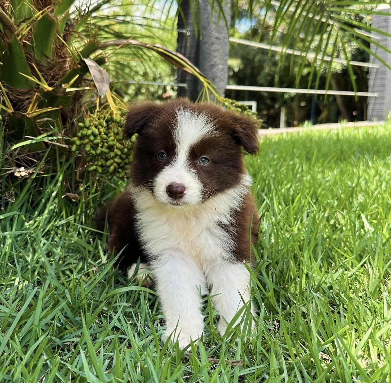 Border Collies image 8