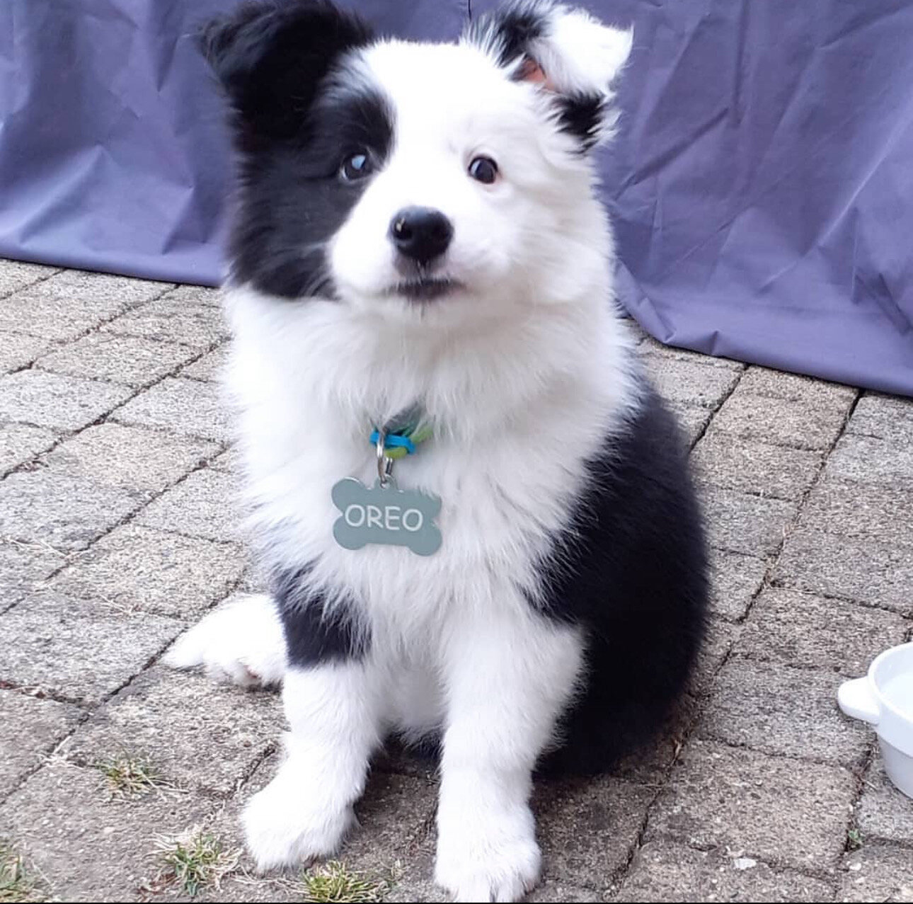 Border Collies image 1
