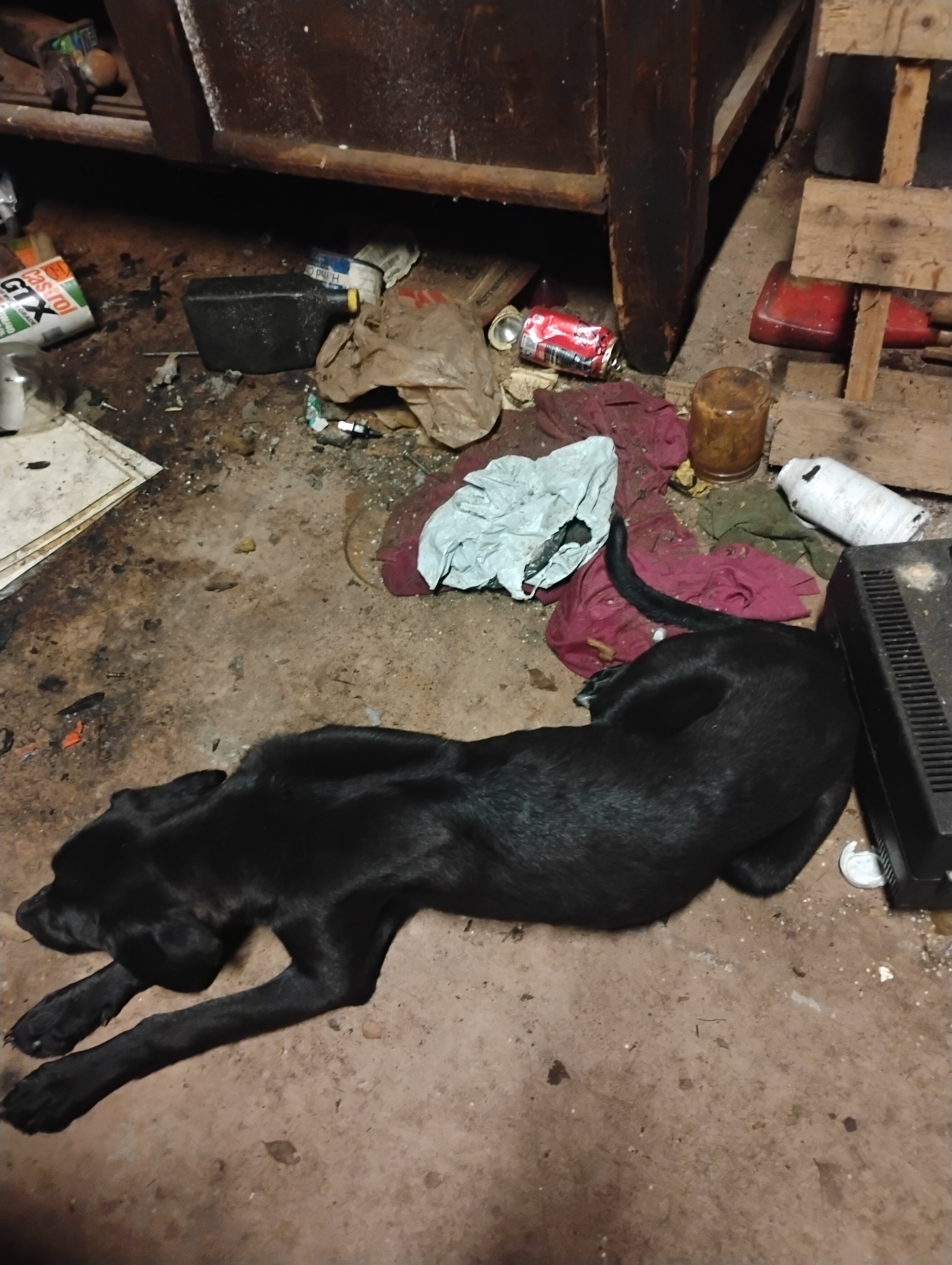 Dog image 4