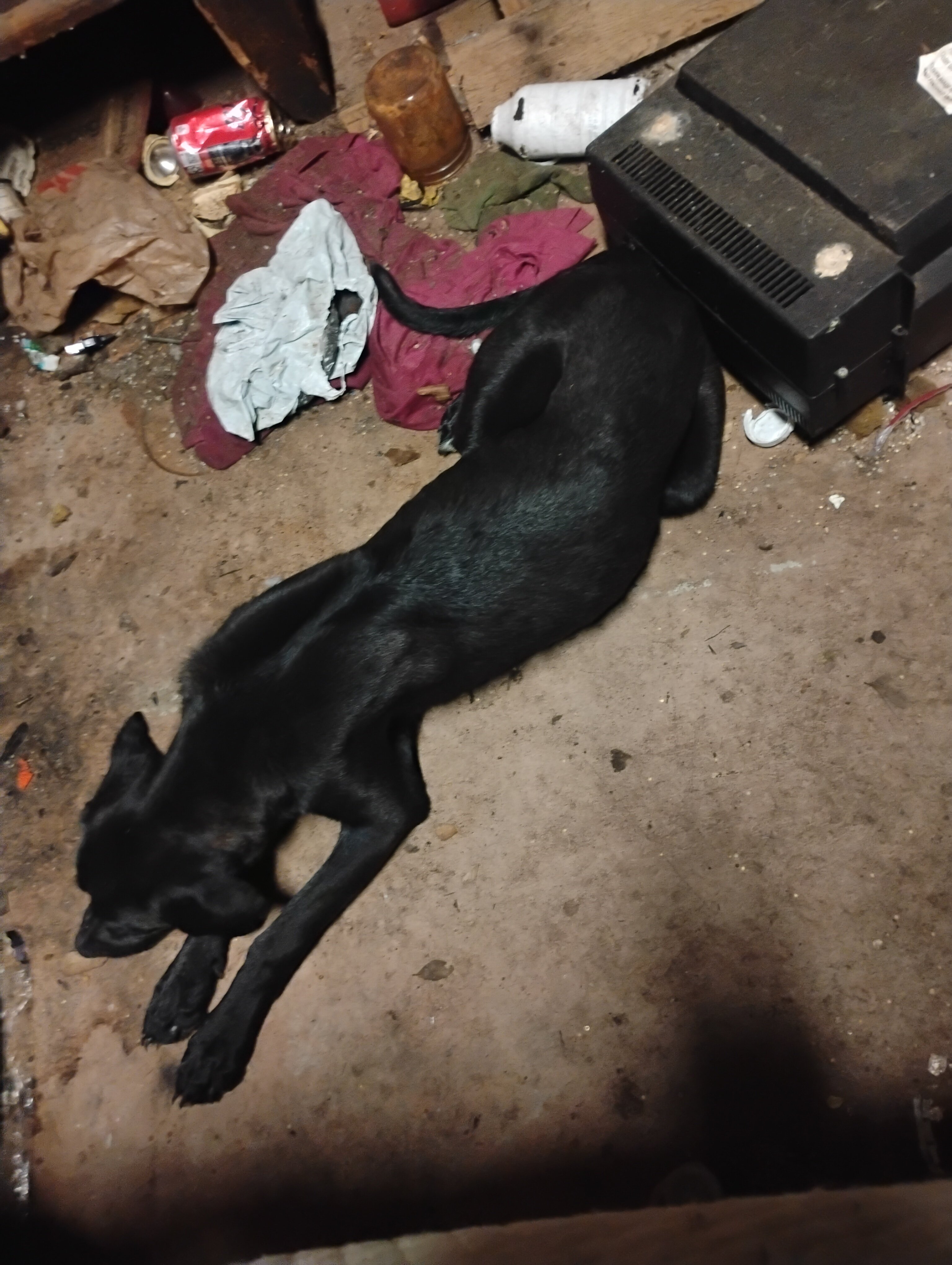 Dog image 1