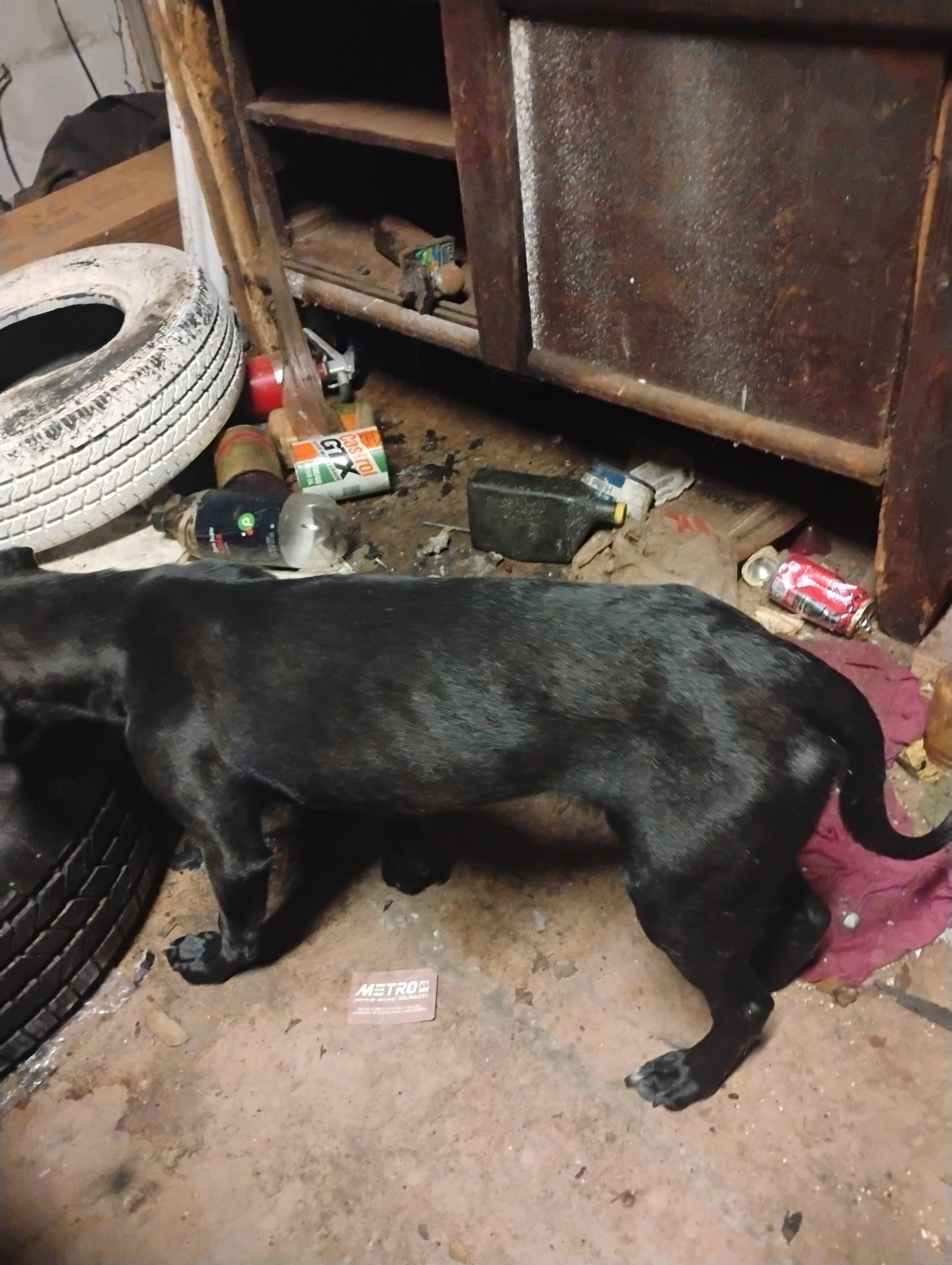 Dog image 5
