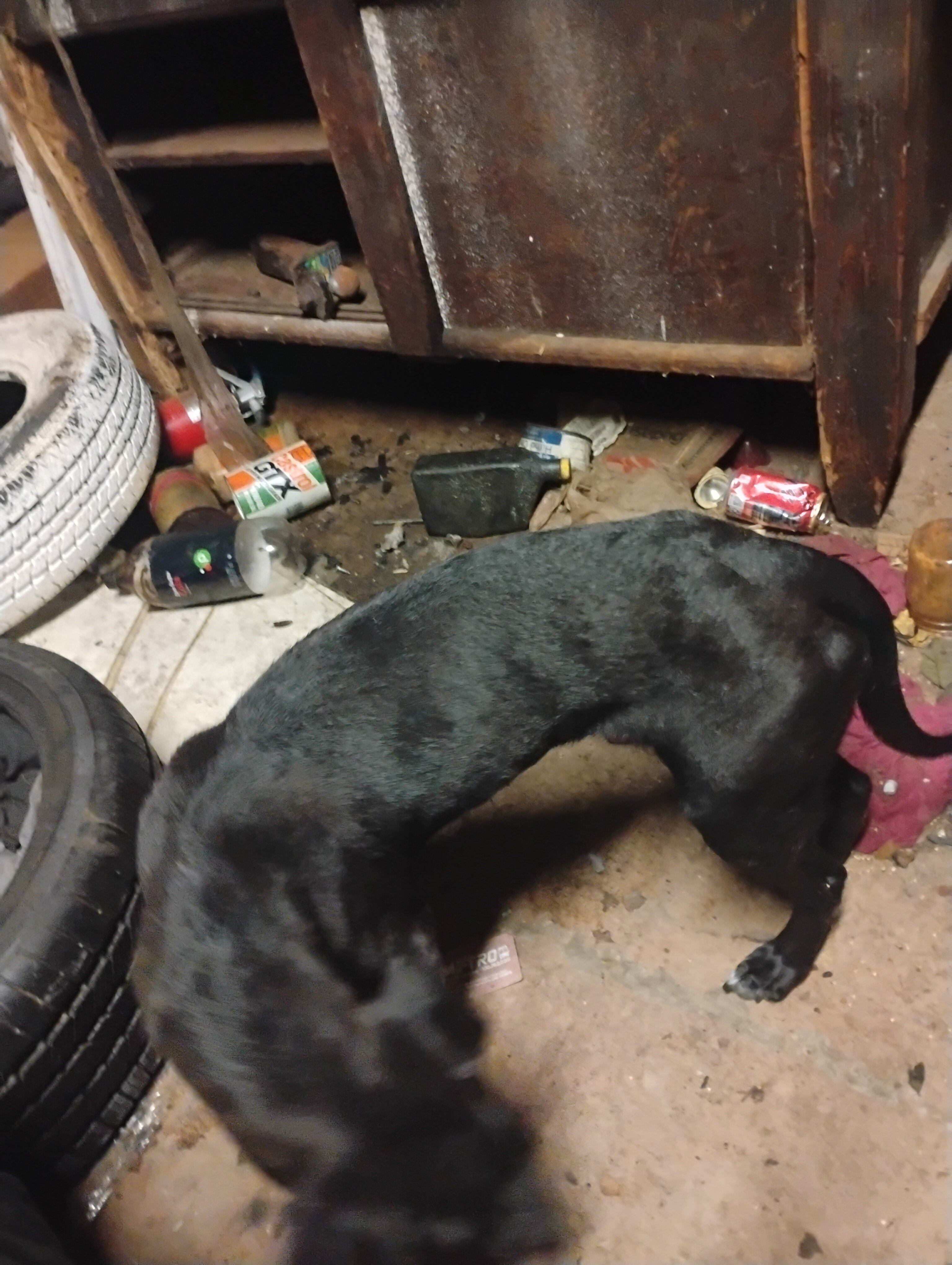 Dog image 6