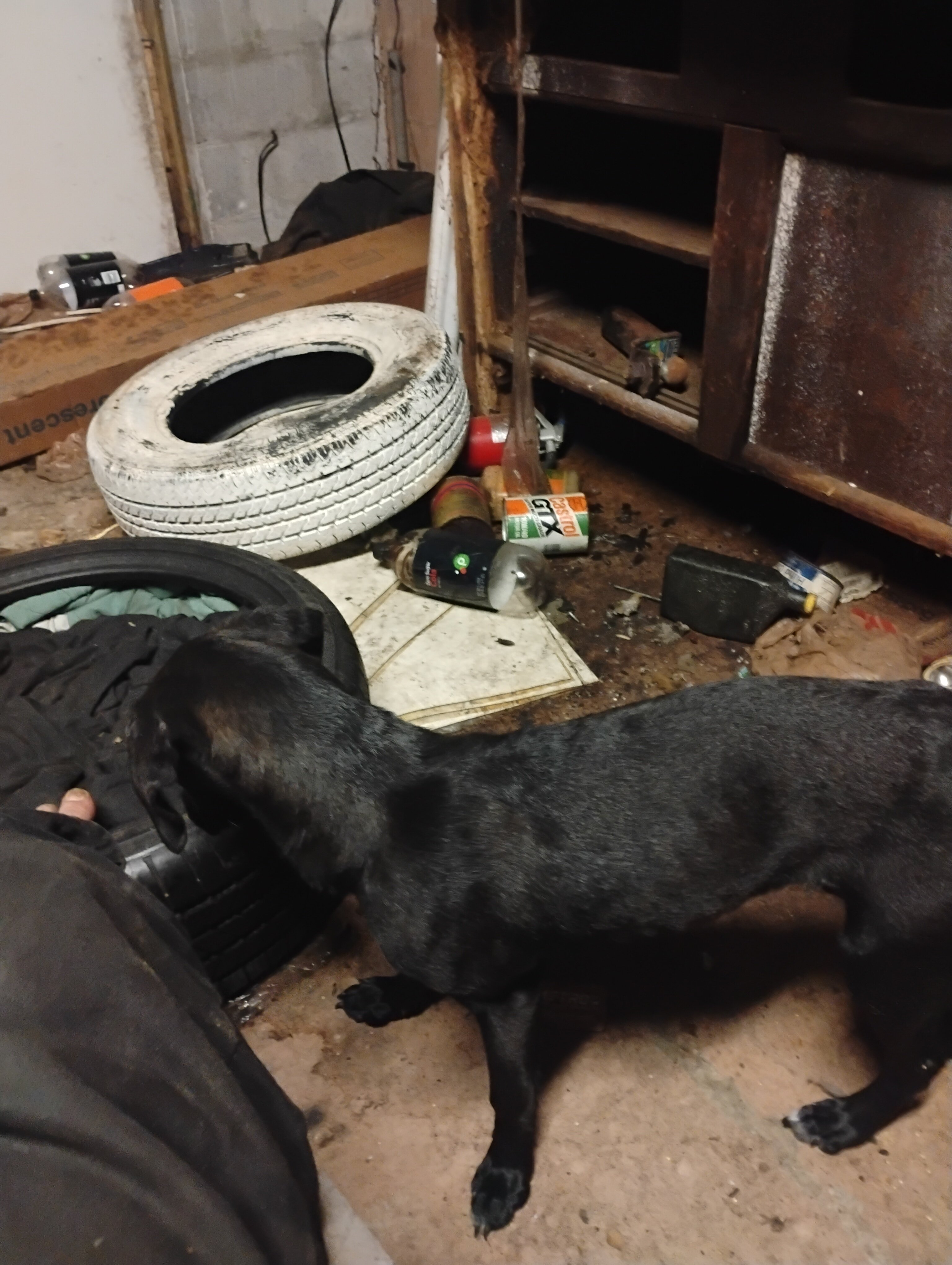 Dog image 7