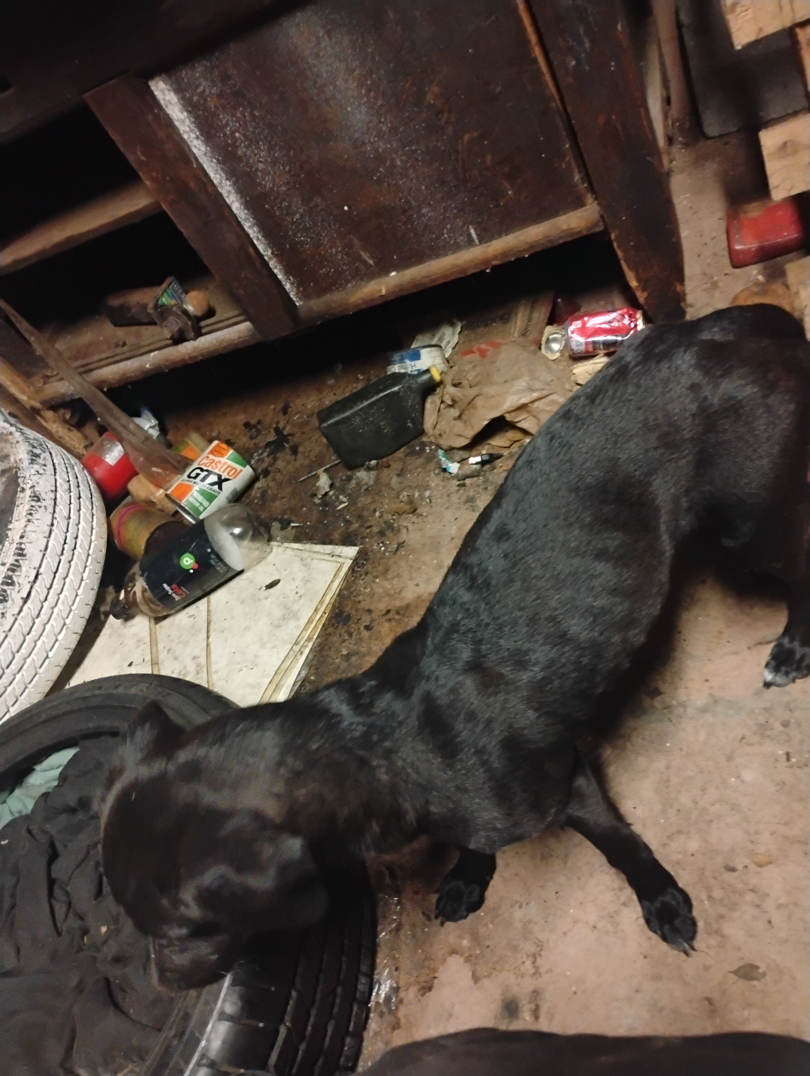 Dog image 3