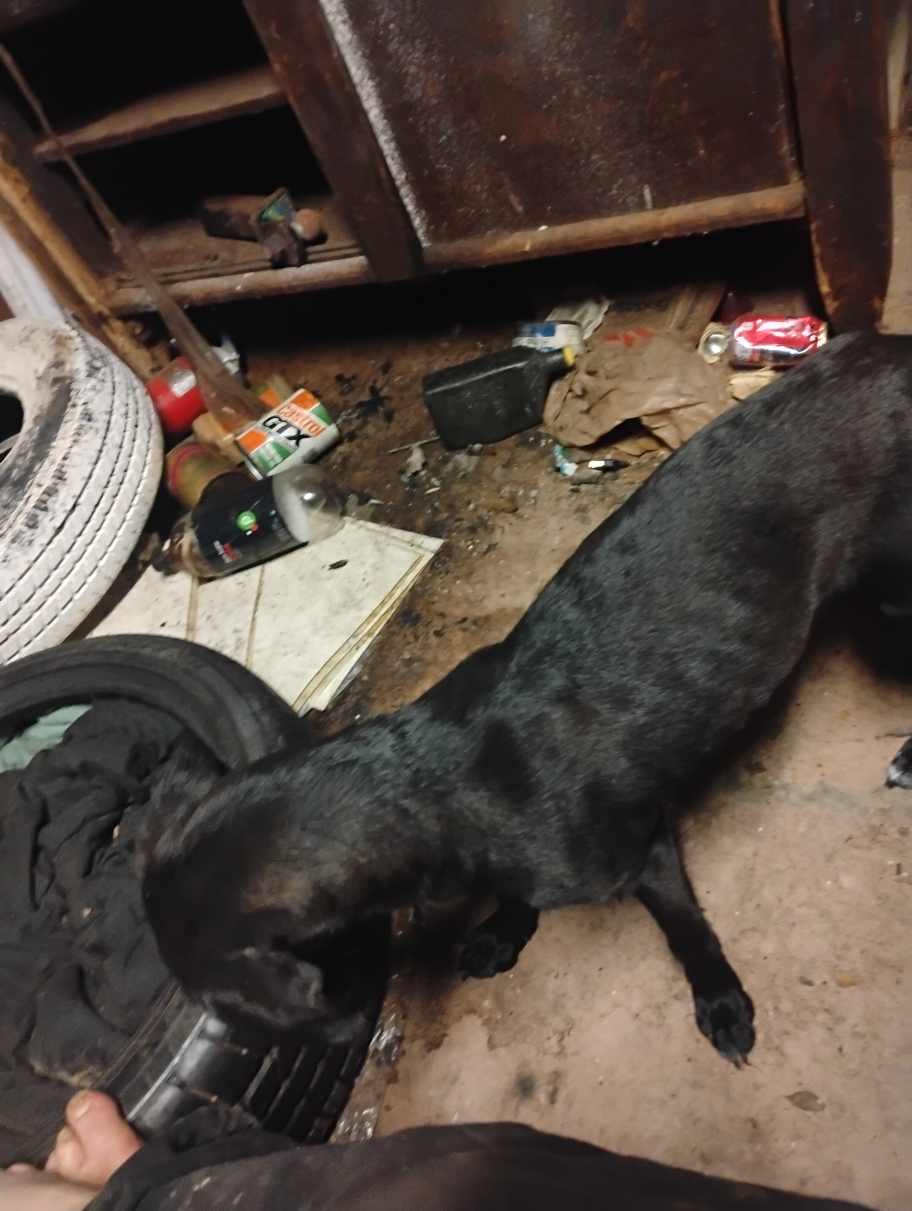 Dog image 2