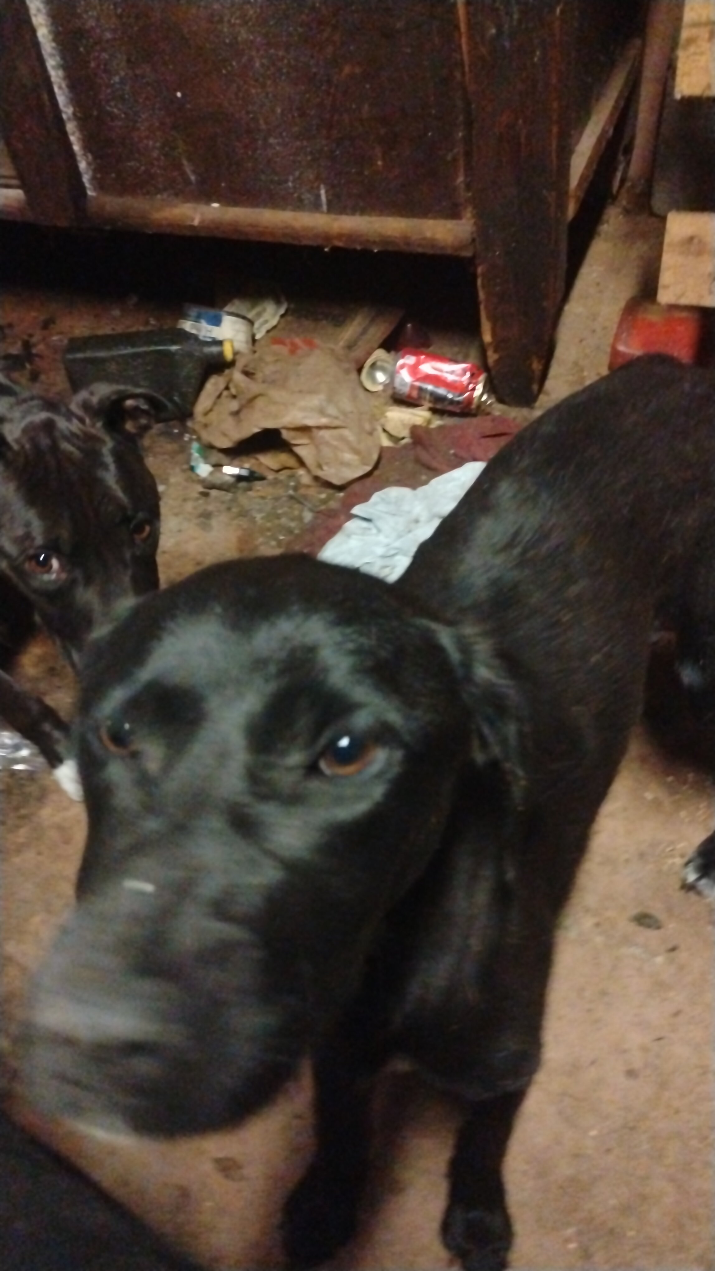 Dog image 10