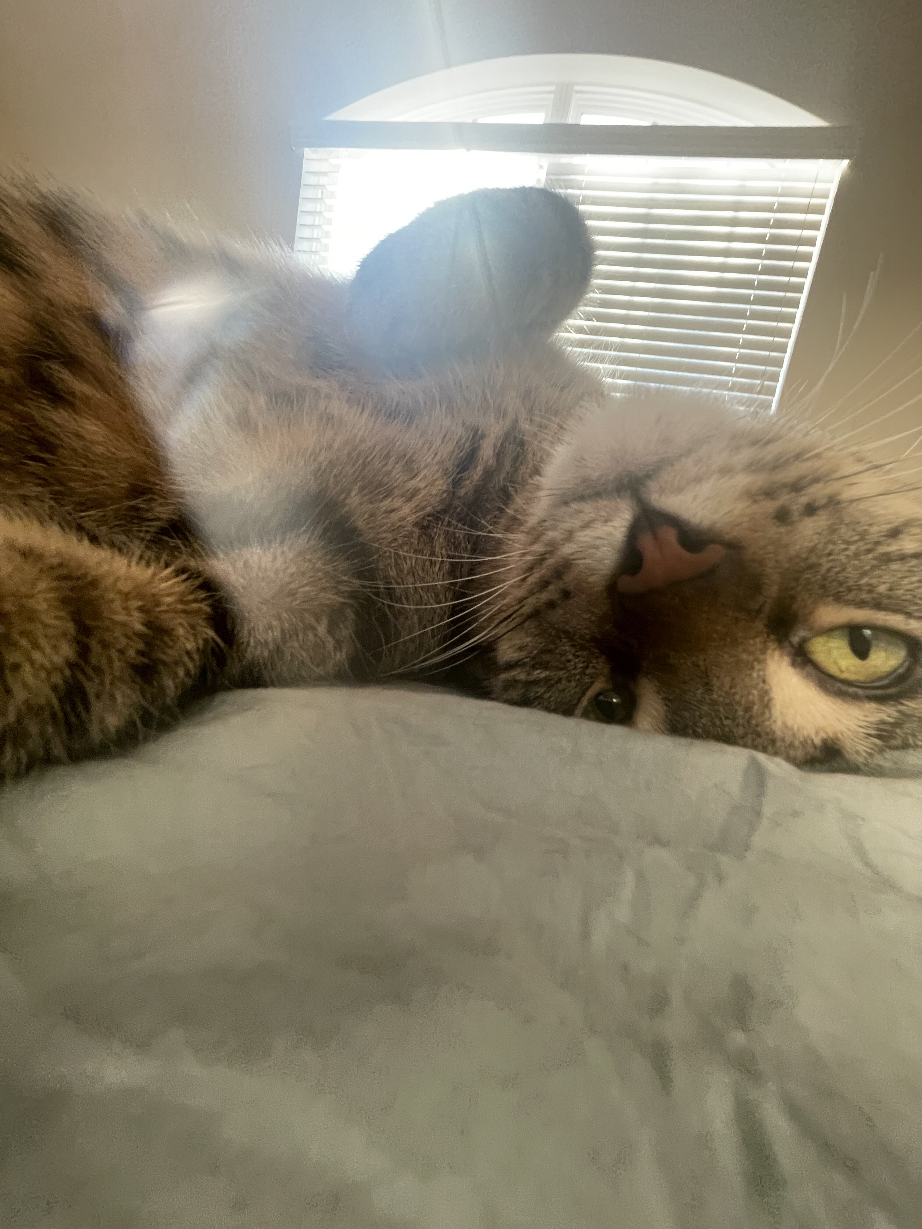 Silver—Brown Shorthair Tabby image 2