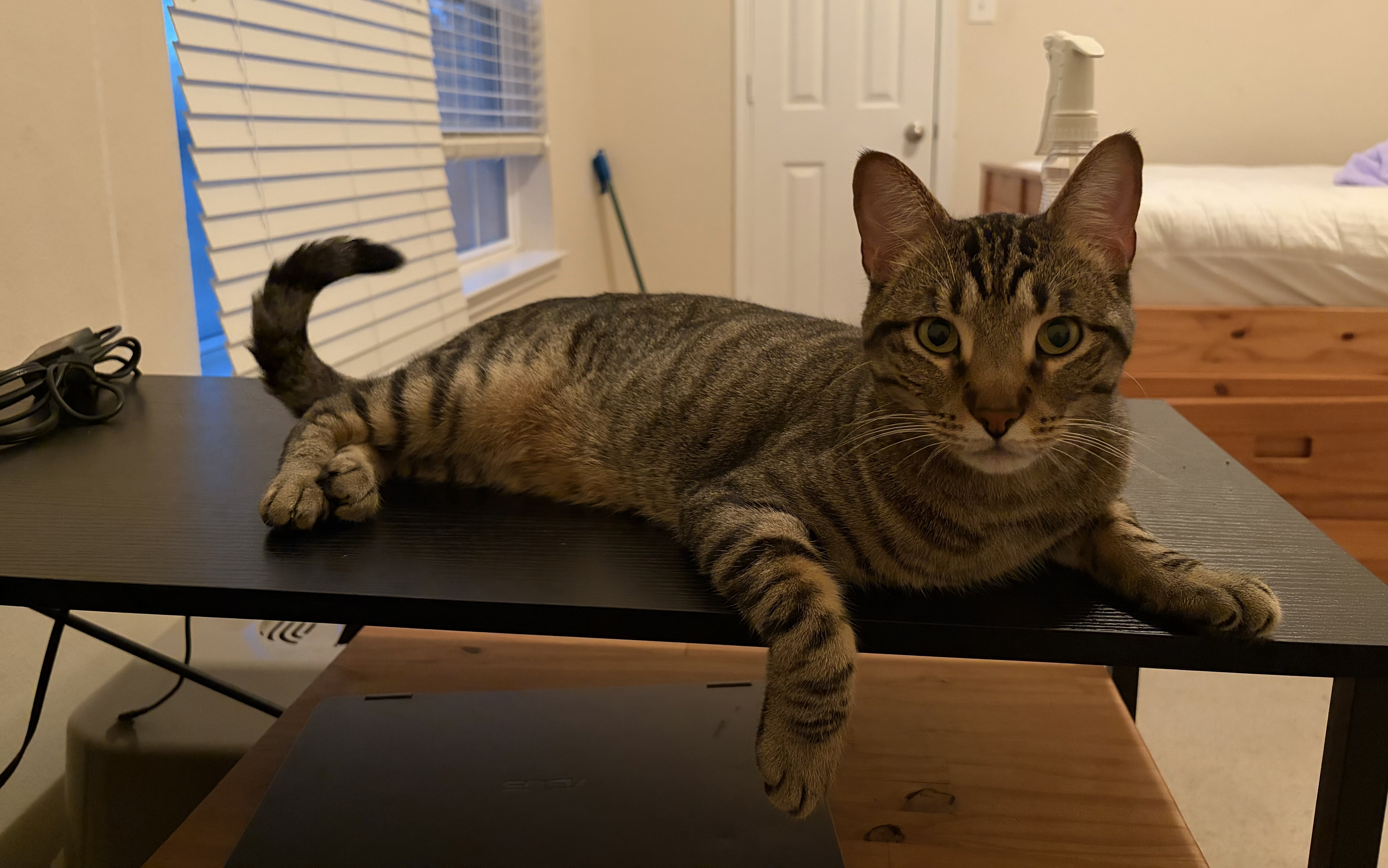 Silver—Brown Shorthair Tabby image 1