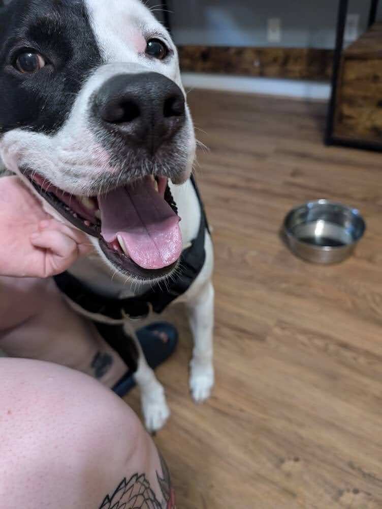 Need to re home my dog image 1