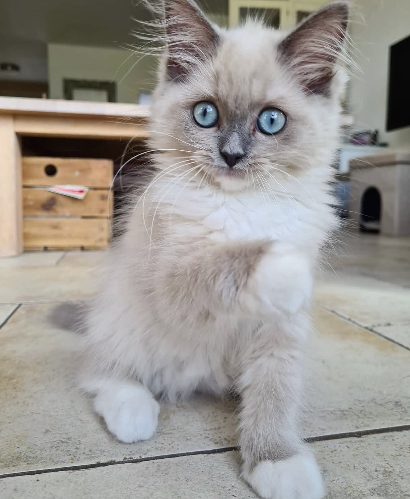 Ragdoll Kitten Aspen image 10
