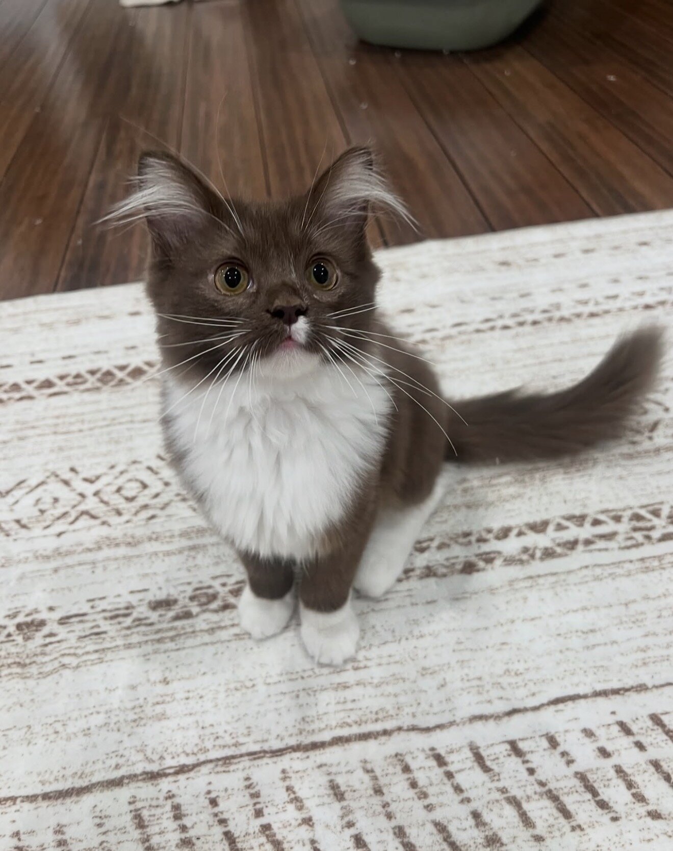 Ragdoll Kitten Aspen image 9