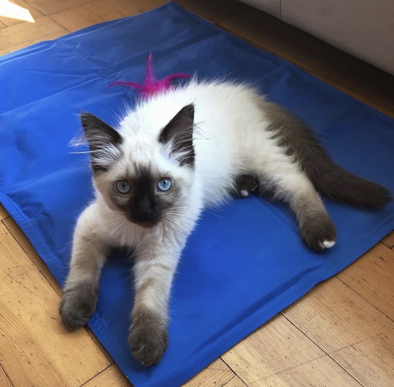 Ragdoll Kitten Aspen image 7