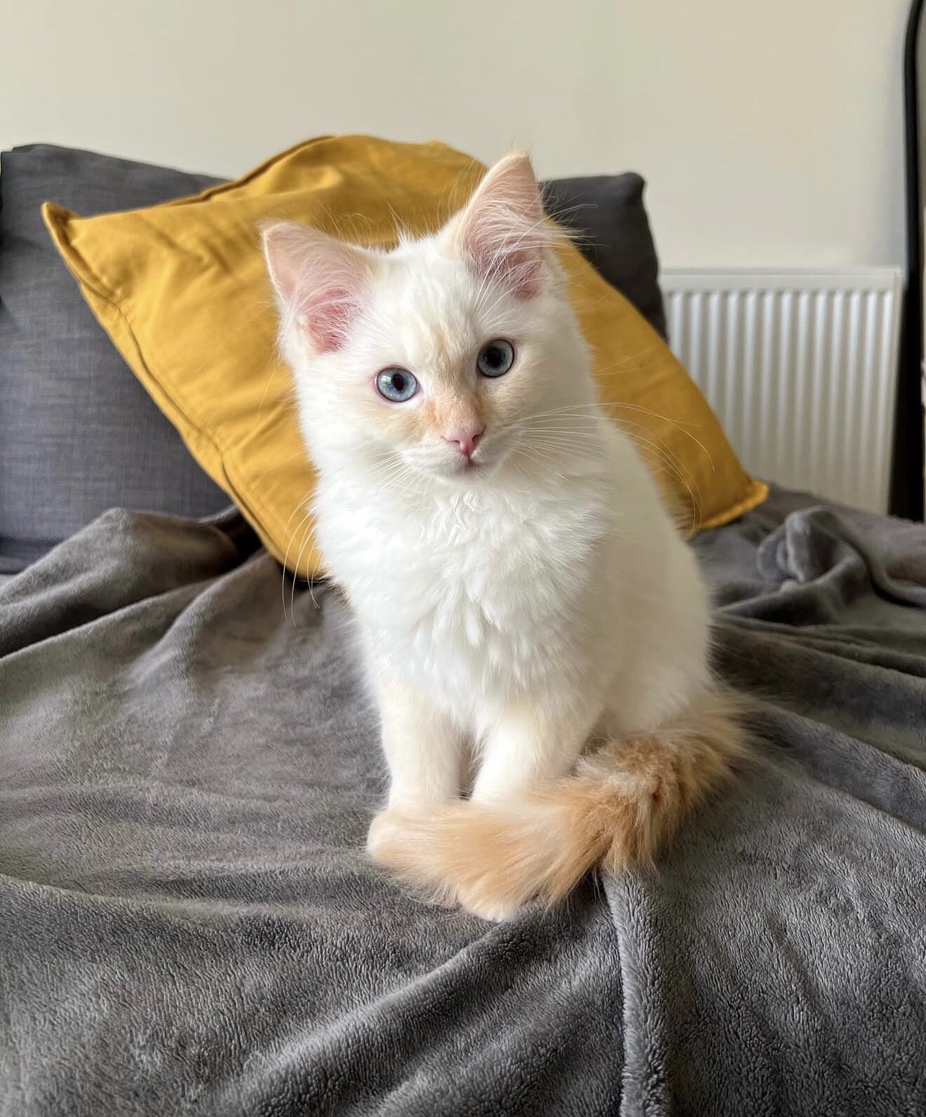 Ragdoll Kitten Aspen image 3