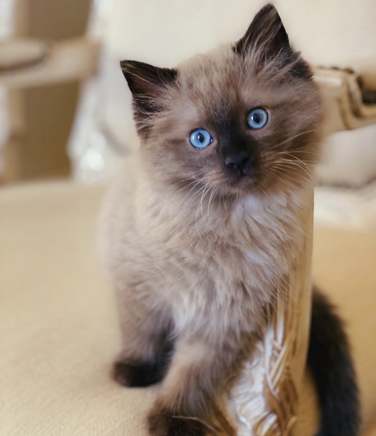 Ragdoll Kitten Aspen image 1