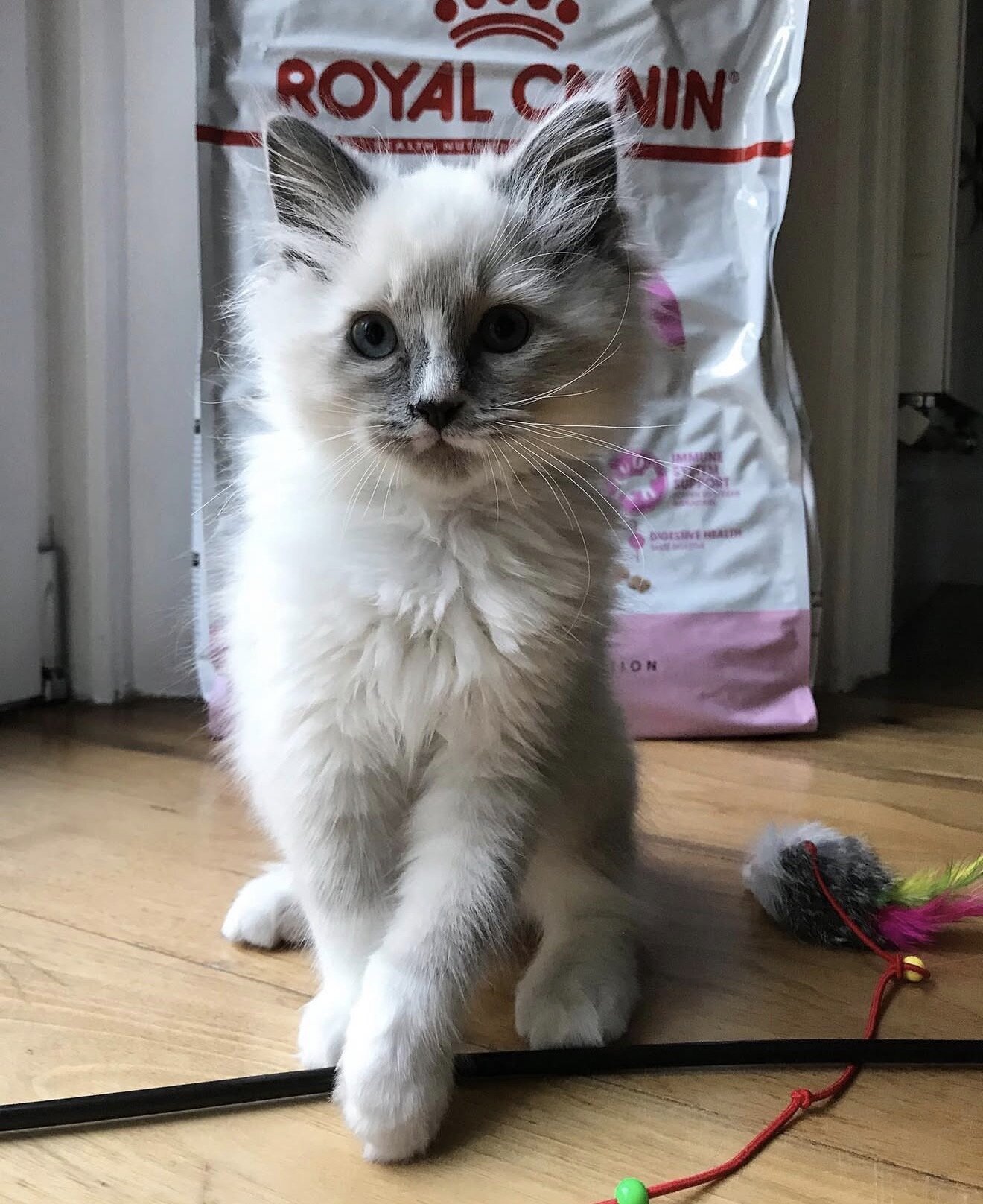 Ragdoll Kitten Aspen image 5