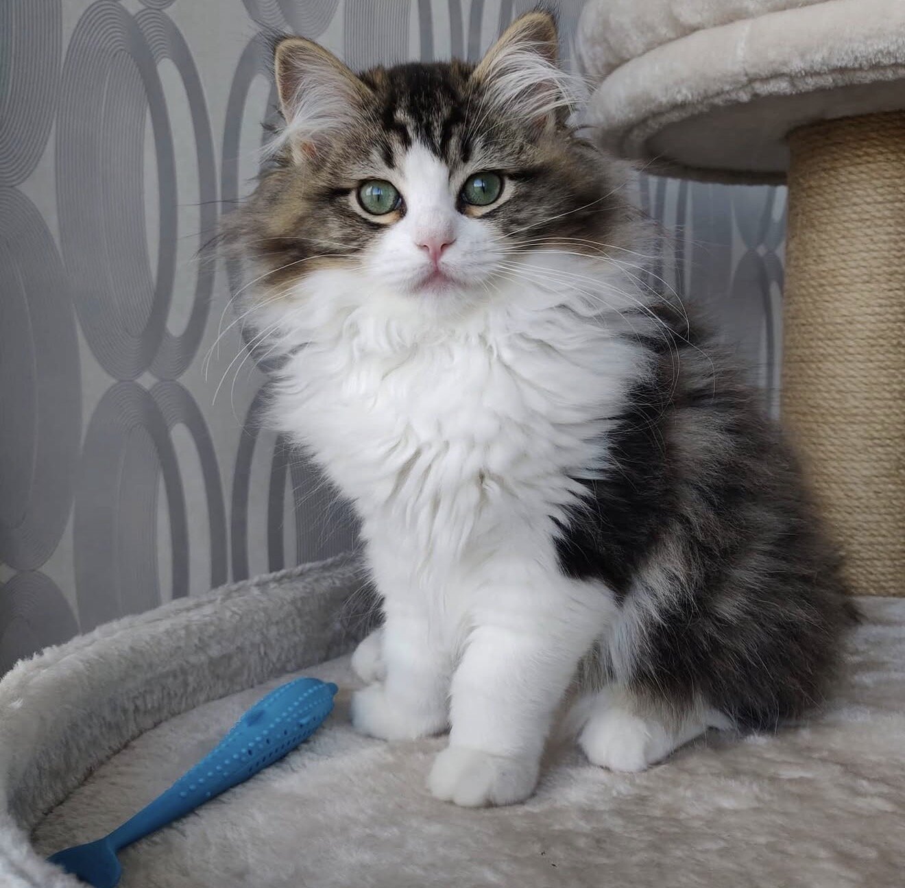 Ragdoll Kitten Aspen image 6