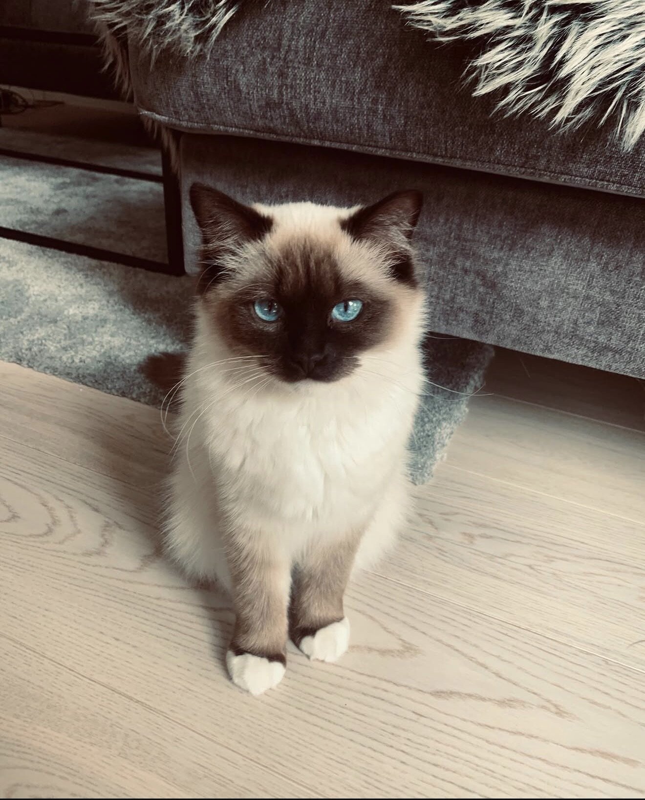 Ragdoll Kitten Aspen image 2
