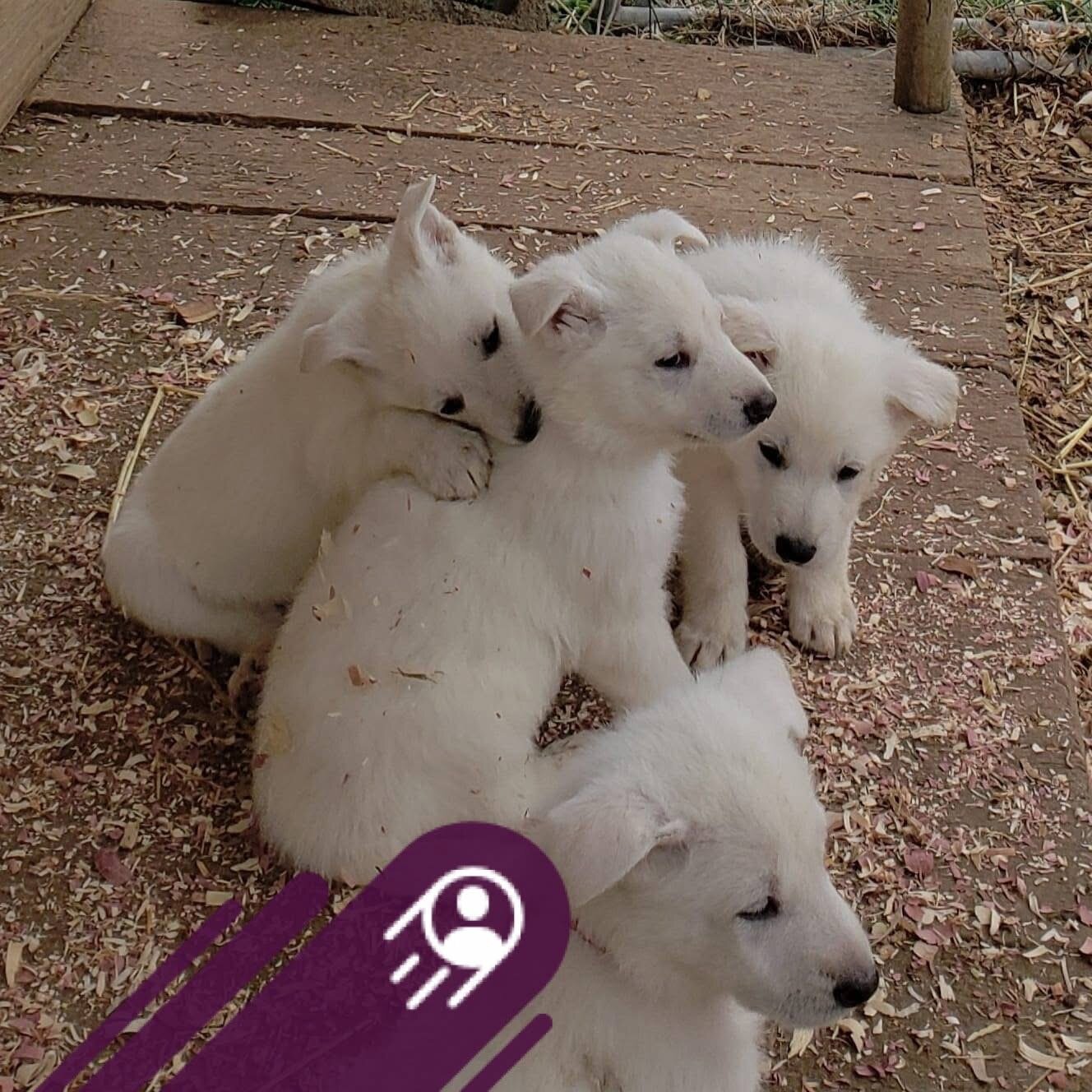 Free White Germanshepherd female image 1