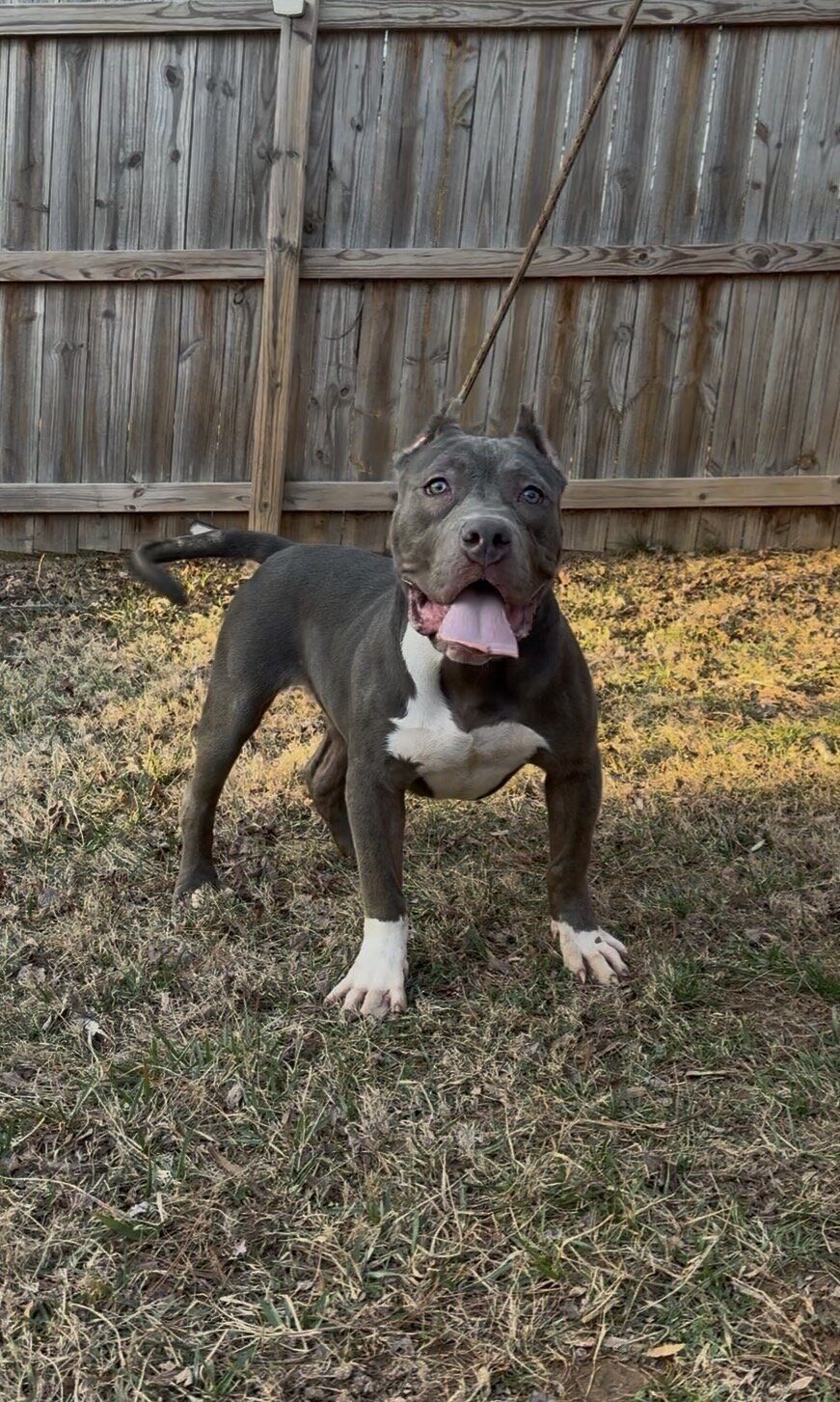 Mega (Male Hybrid Bully) image 1