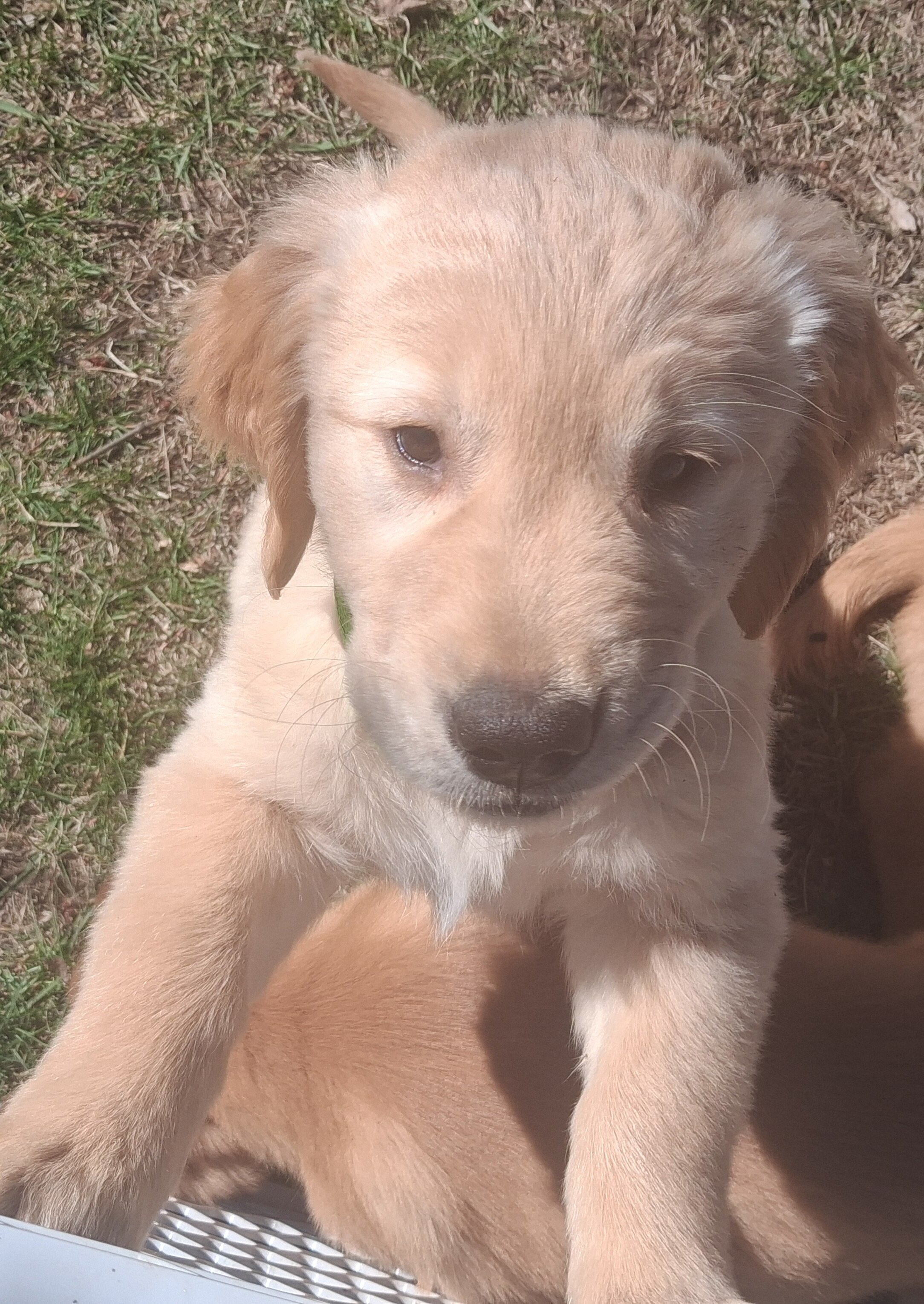 AKC Male Golden Retreiver 14 Weeks image 3
