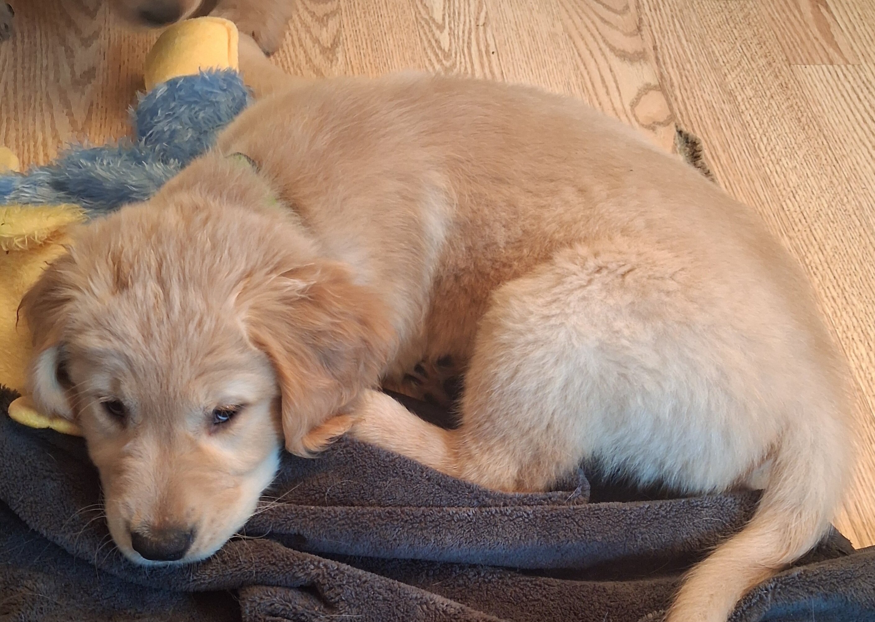 AKC Male Golden Retreiver 14 Weeks image 2