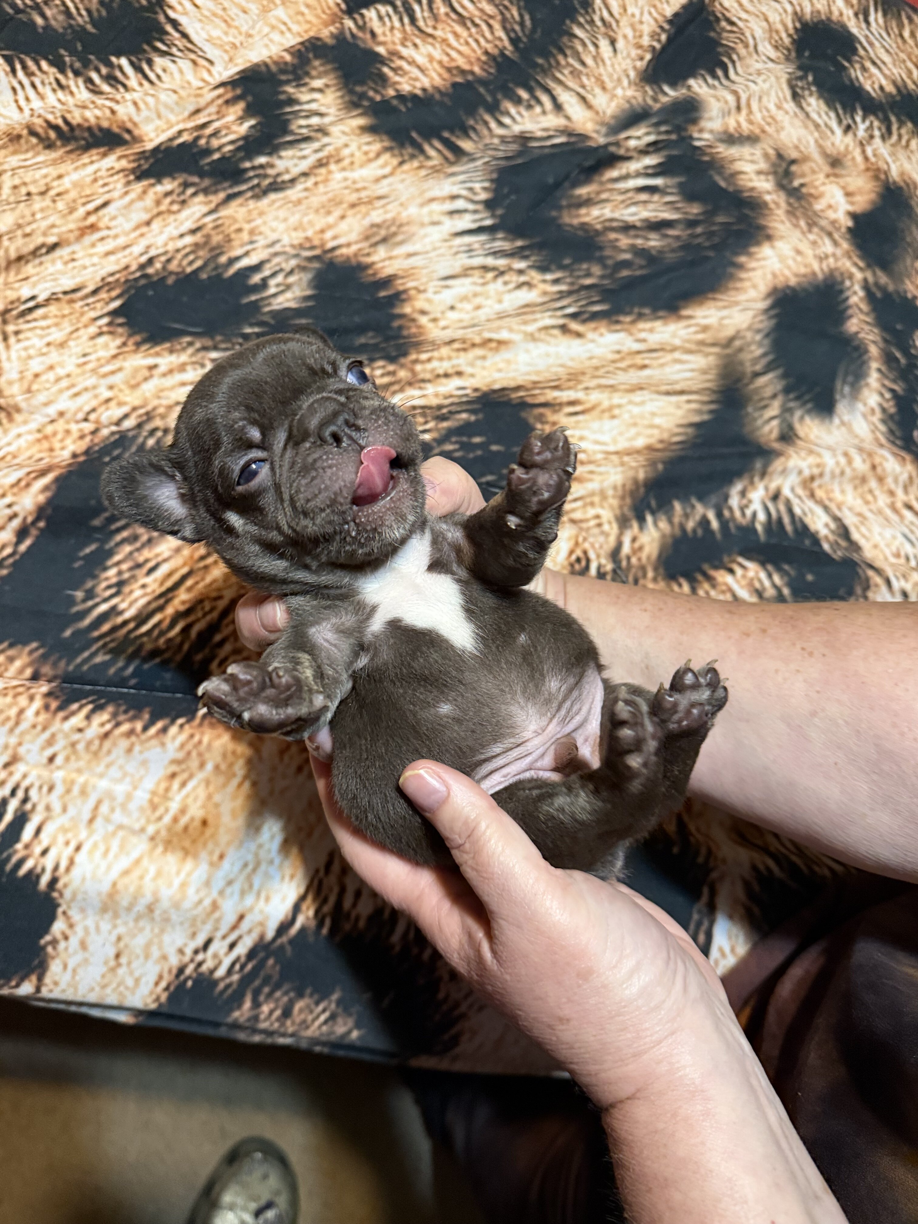 Puppy image 7