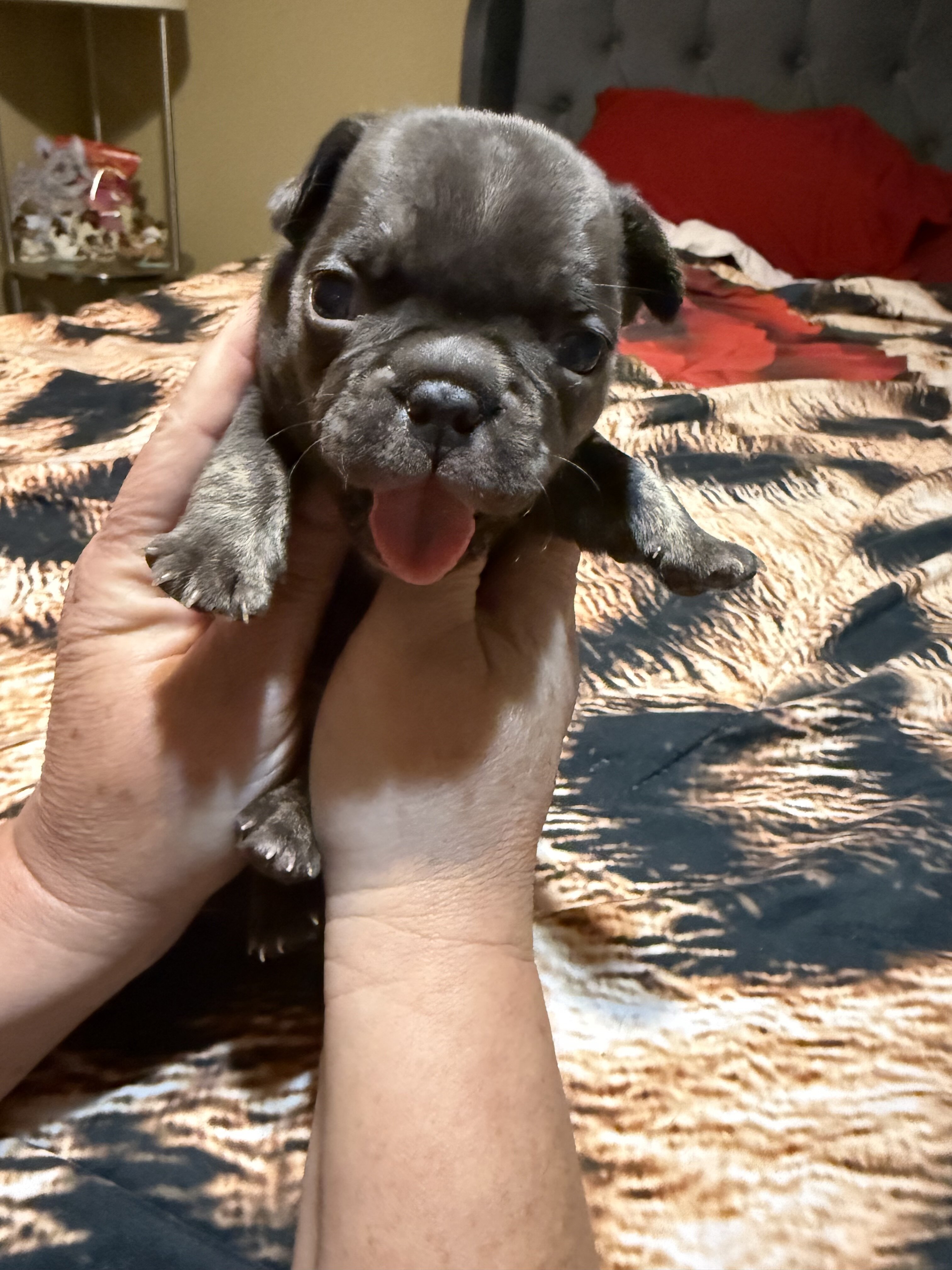 Puppy image 6
