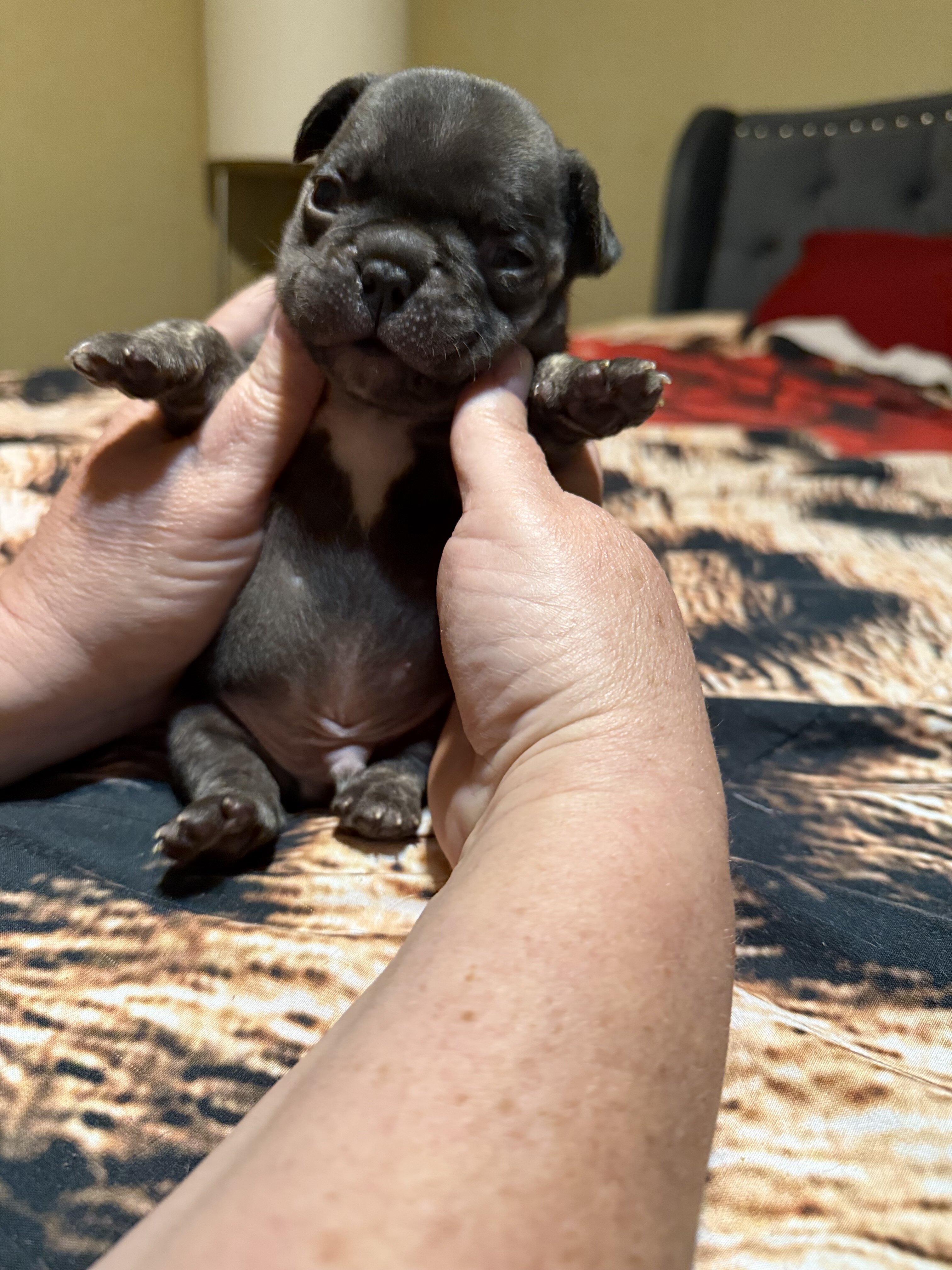 Puppy image 5