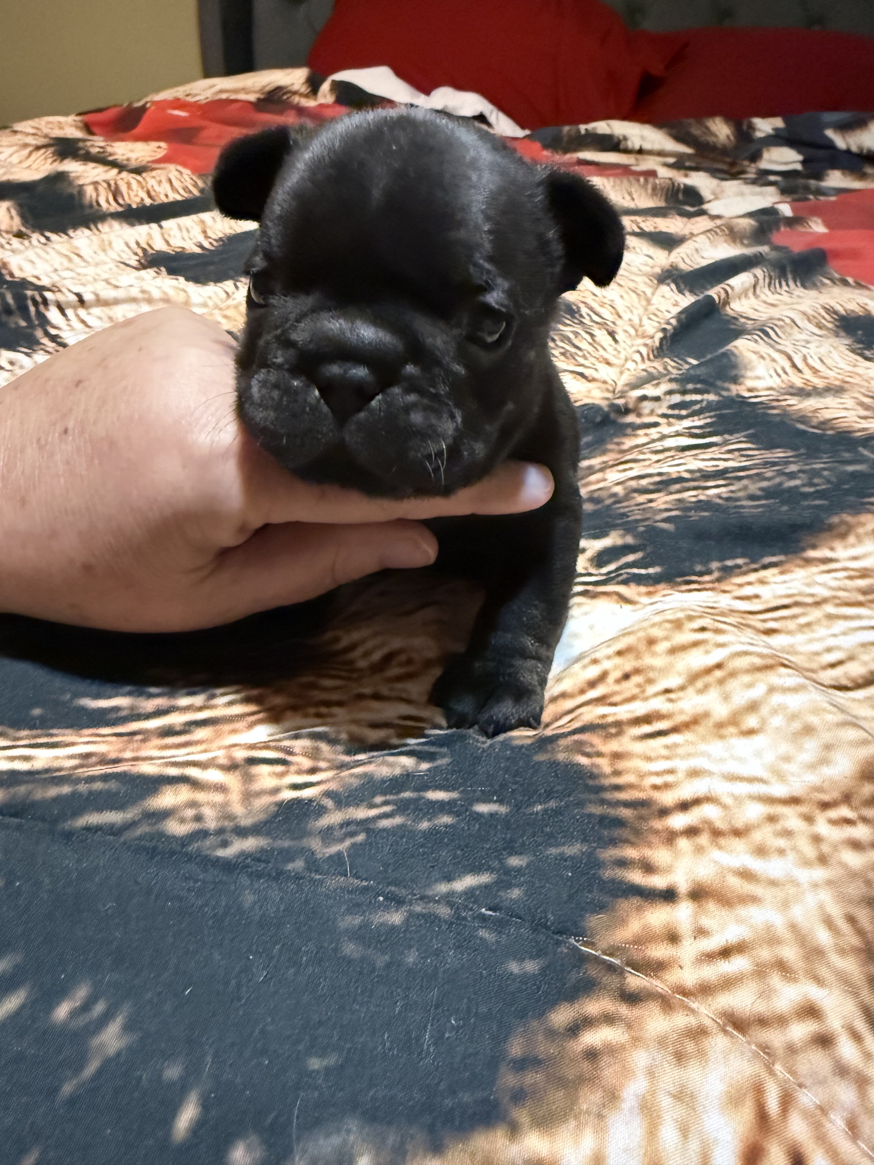 Puppy image 4