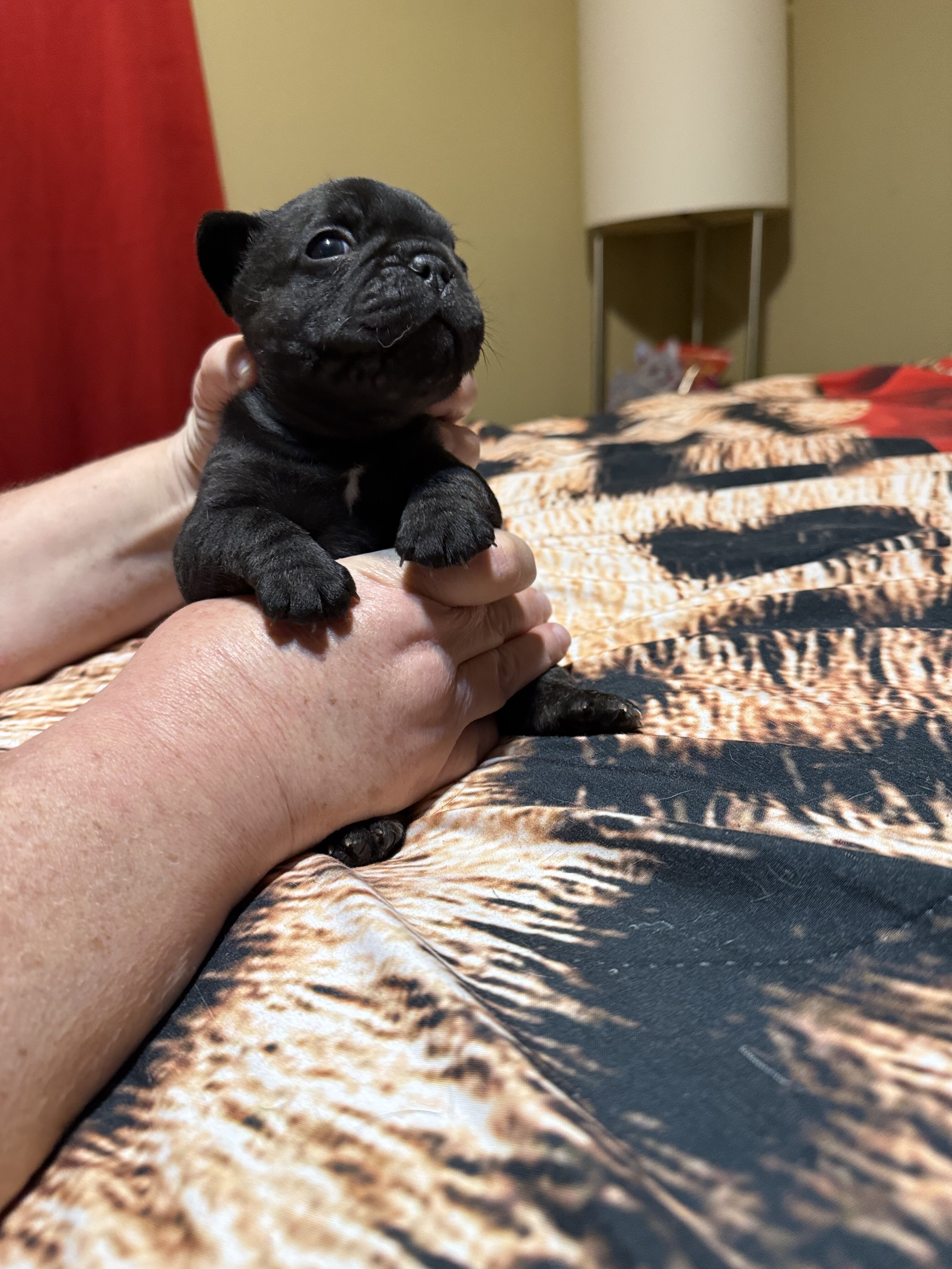 Puppy image 3