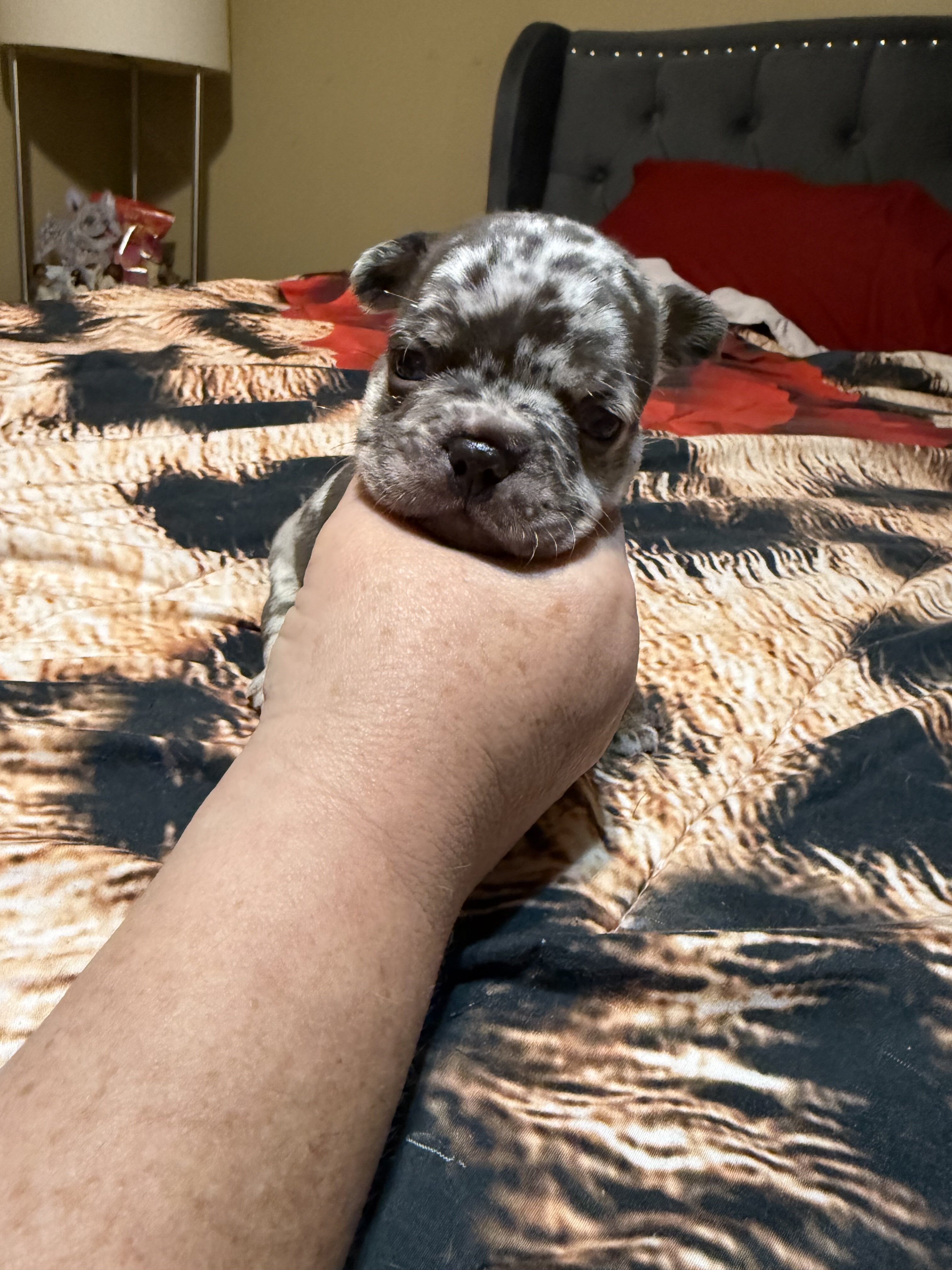 Puppy image 1