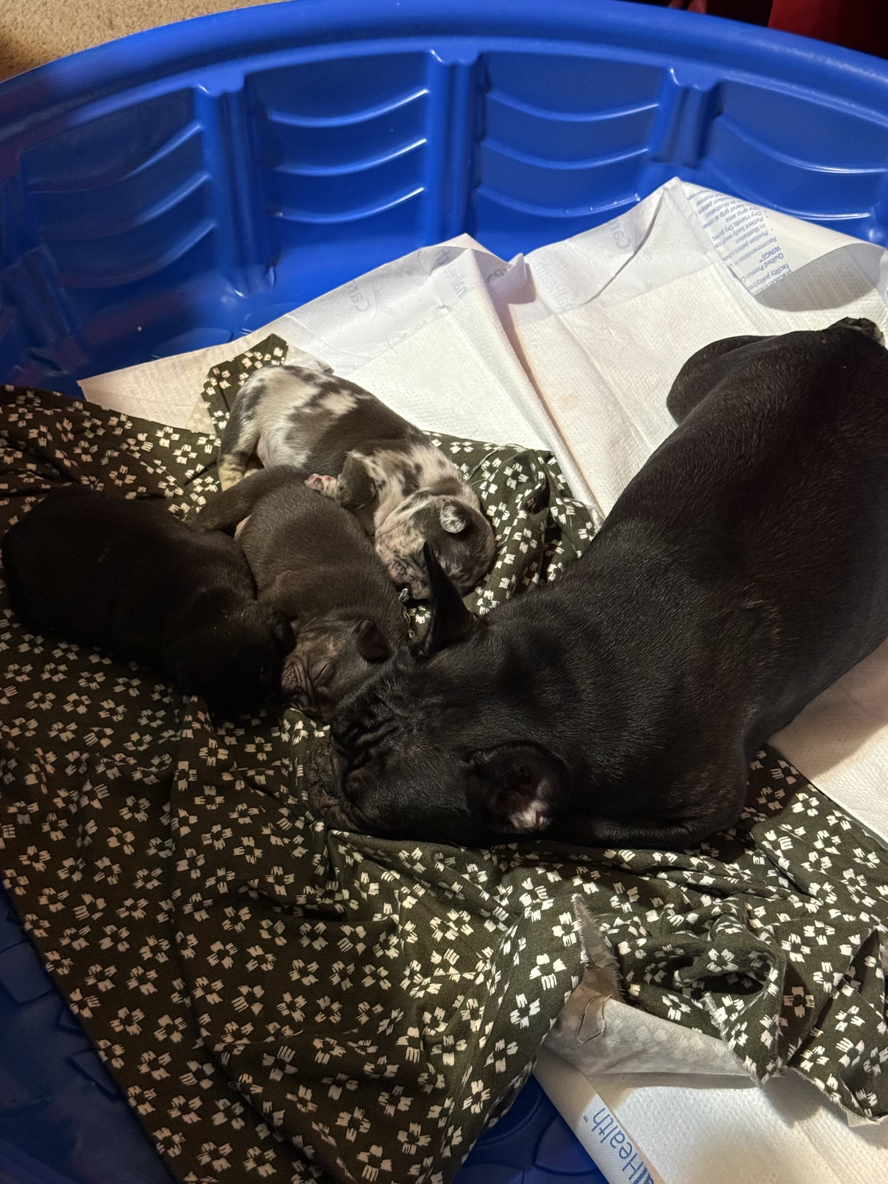 Puppy image 8