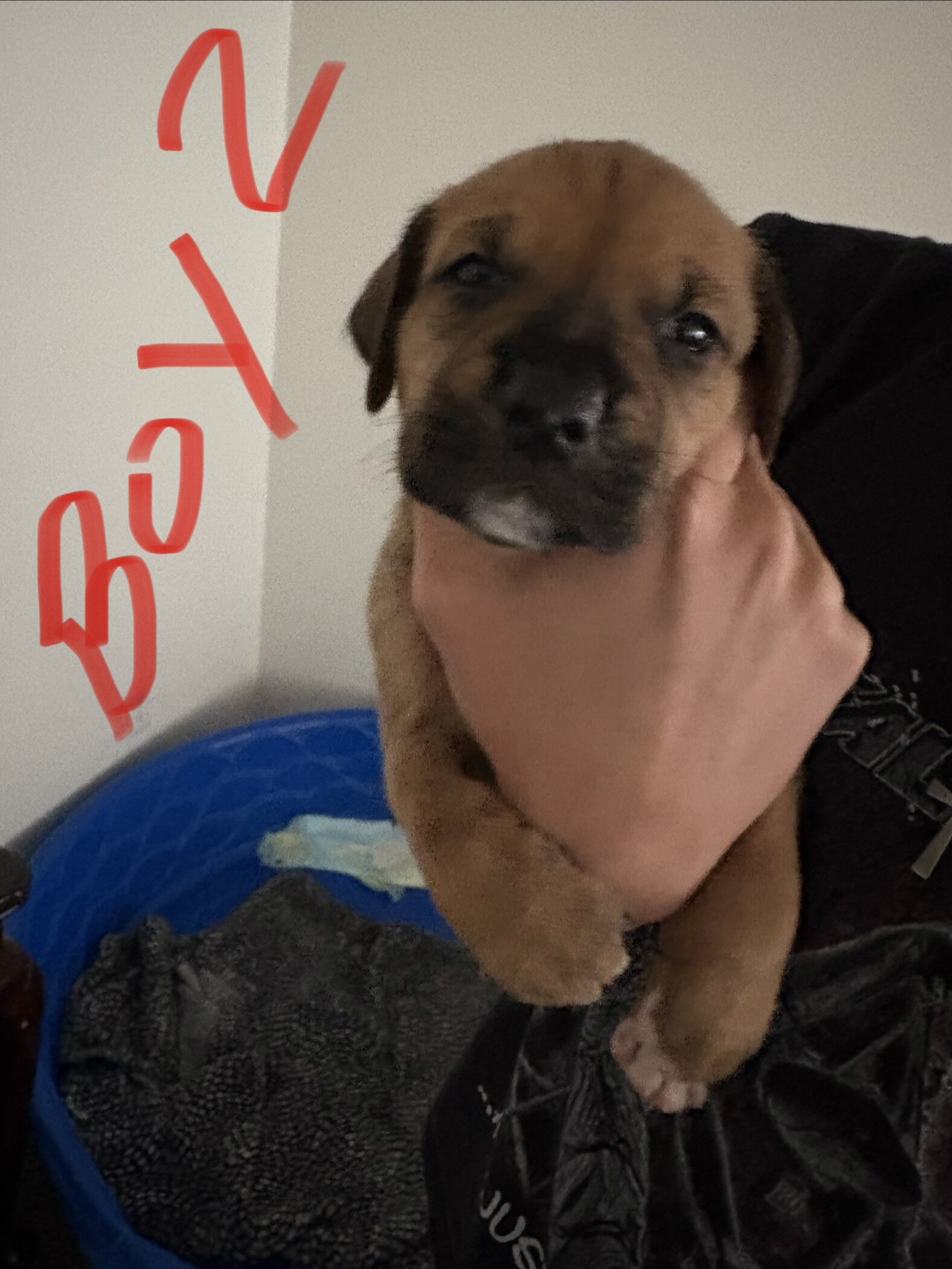 Boxer/Pit Mix Puppies - 4 Weeks – 4 Boys & 2 Girls image 1