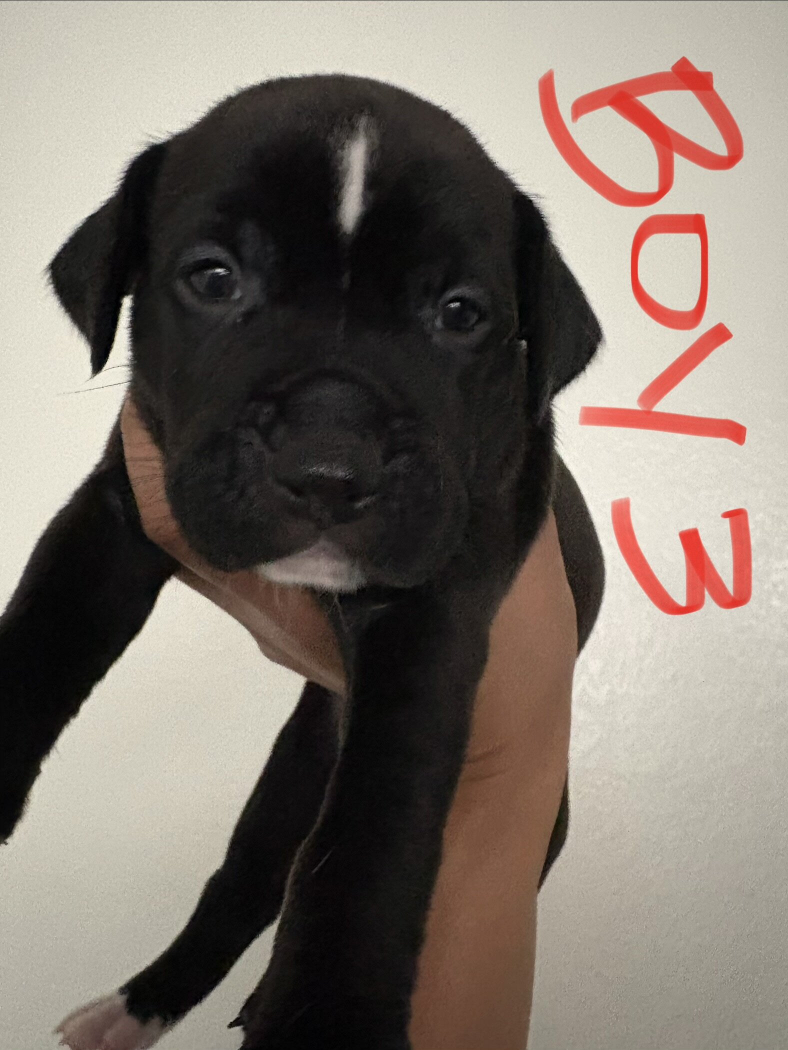 Boxer/Pit Mix Puppies - 4 Weeks – 4 Boys & 2 Girls image 2