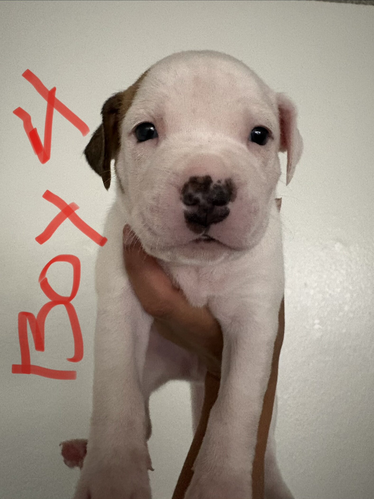 Boxer/Pit Mix Puppies - 4 Weeks – 4 Boys & 2 Girls image 3